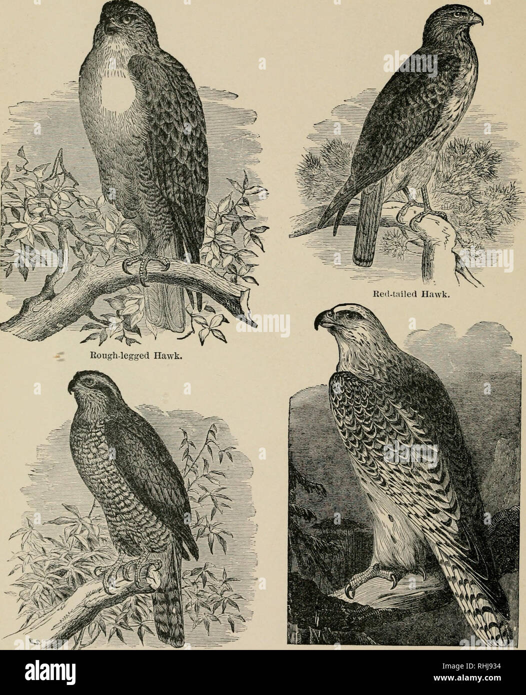 2021春の新作 シェルアート 貝で描いた絵 鷹 Northern goshawk 絵画