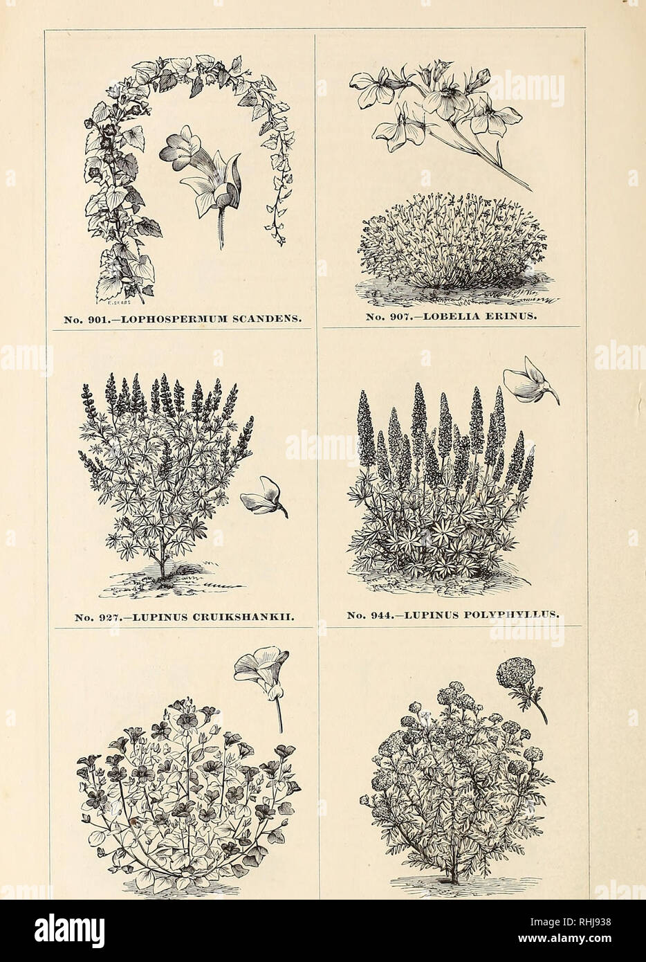 . B.K. Bliss and Son's illustrated spring catalogue and amateur's guide to the flower and kitchen garden. . No. 964.—MALOPE TRIFIDA. No. 967.—MARIGOLD AFRICAN.. Please note that these images are extracted from scanned page images that may have been digitally enhanced for readability - coloration and appearance of these illustrations may not perfectly resemble the original work.. B. K. Bliss (Firm); Henry G. Gilbert Nursery and Seed Trade Catalog Collection; B. K. Bliss &amp; Sons. New York, N. Y. : B. K. Bliss &amp; Sons Stock Photo