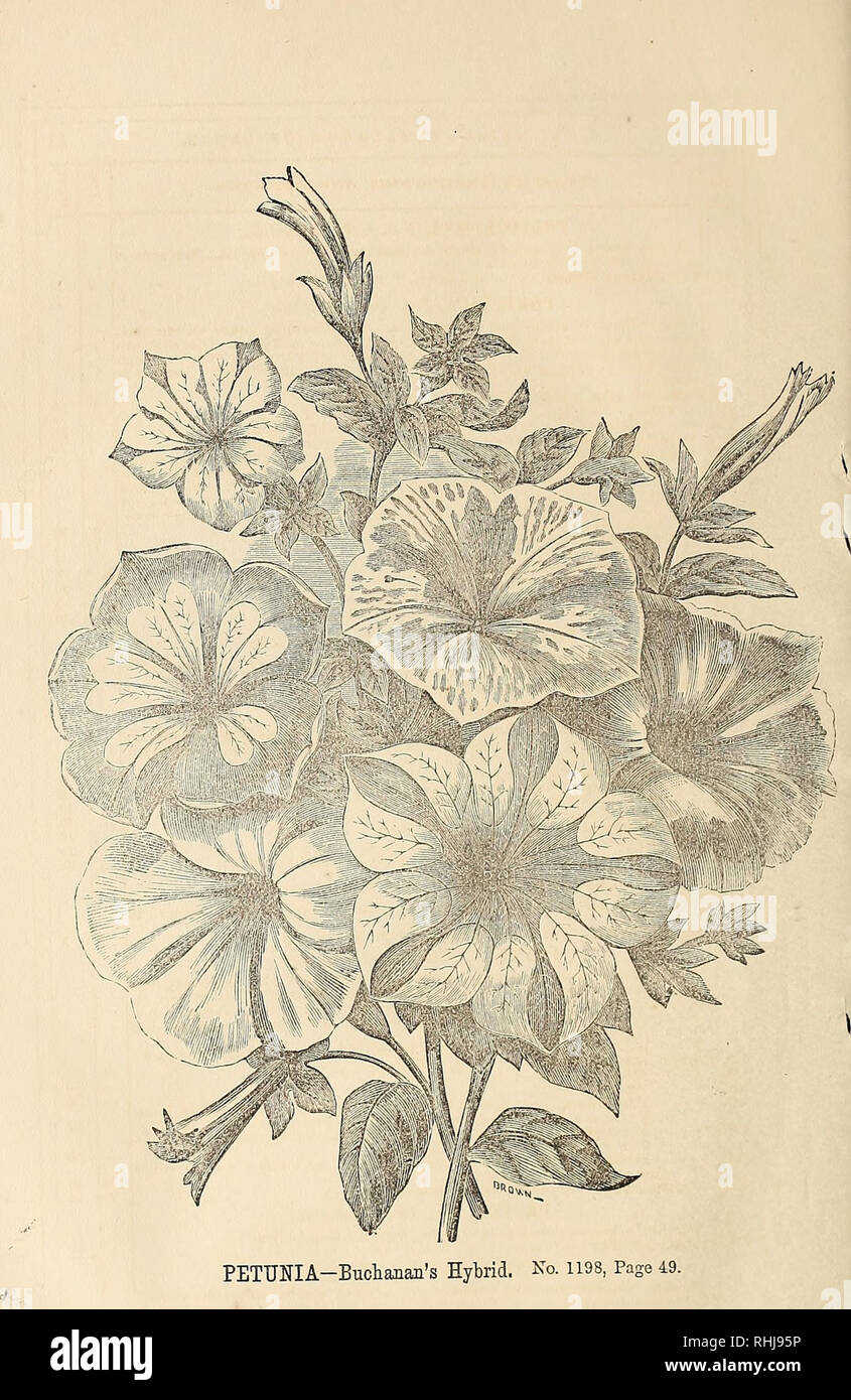 B K Bliss Spring Catalogue And Amateur S Guide To The Flower And