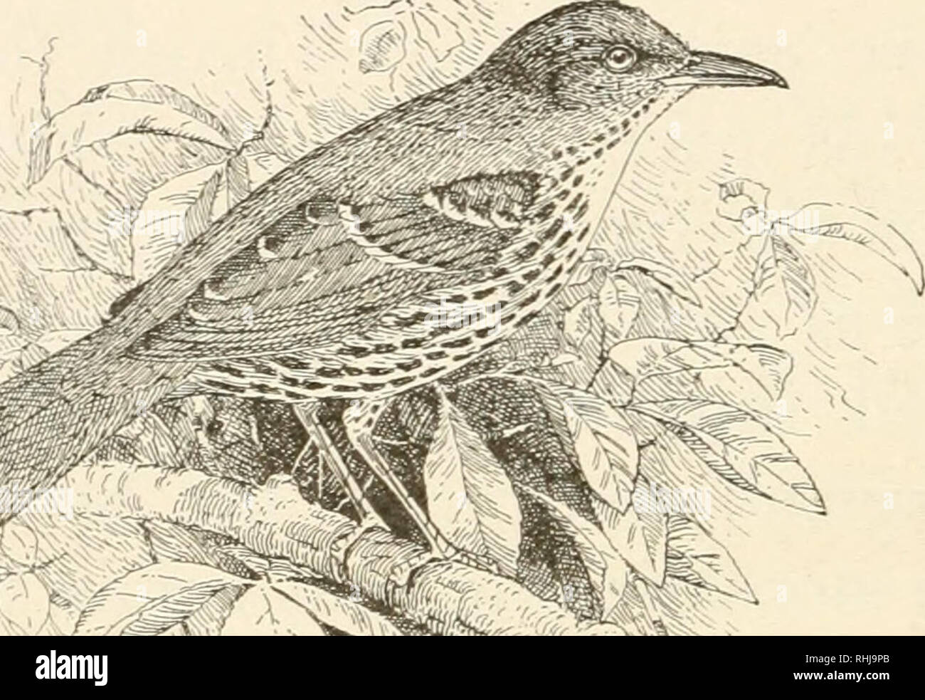 Bird world : a bird book for children. Birds -- North America Popular  works. THE BROWN THRUSH. T HIS is the "merry brown thrush" of the  poem, whose message to children