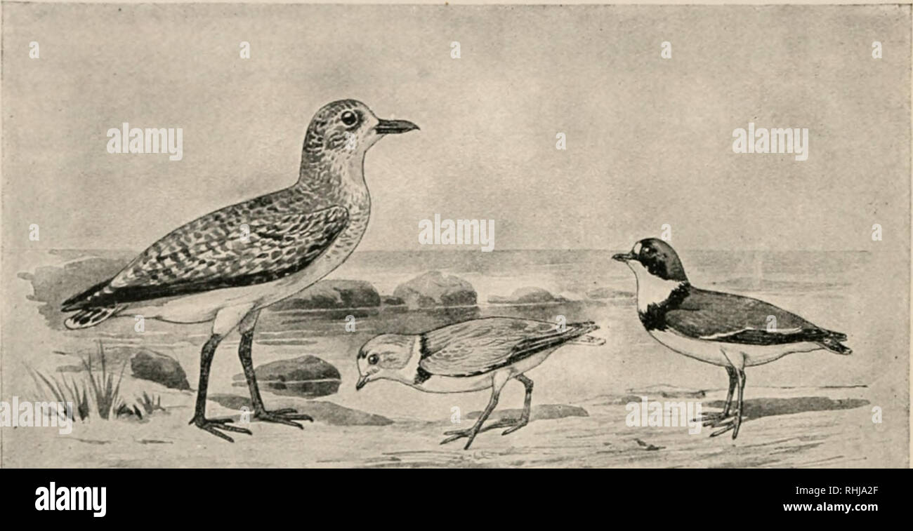 . The birds of eastern North America : known to occur east of the ninetieth meridian. Birds -- North America. 124 KEY TO TIIK I'.IlMiS F K &gt;TKi;V NOHTII AMKKICA. FAMILY CHARADRIID/E. Plovers. Toes, three, no hind toe. The 1'lover* arc a co-mopolitan family, numherim' something less thau ouo huinln'd ies lilieeu (it liii-li occur in North America. iDCludiug exotic stragglers. Asa rul&lt;-they havi- hut tlin-c toes, although two ^riirra, Squatarola and 'anc!lus, liavt- four. The tarsu&lt; i&lt; r-'ticulutu and the toes are partly webbed.. PI..V.T Plnyi-r il Plover. * Group 1. Wing, 3.75 t Stock Photo