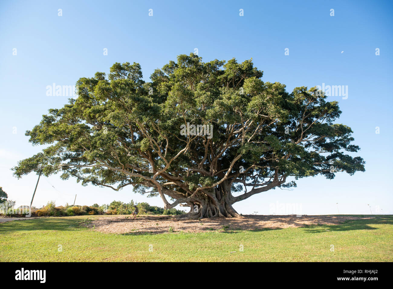 Large fig tree at Wollongbar, New South Wales, Australia Stock Photo - Alamy
