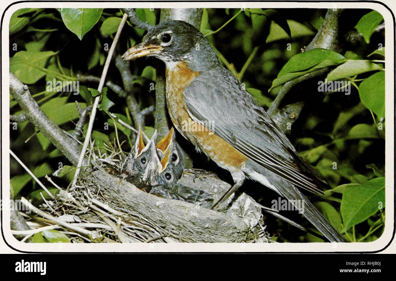 Birds of Yellowstone and Grand Teton National Parks. Birds; Birds. DIPPER  (Cinclus mexicanus) Dippers are plump, stubby-tailed, slate gray songbirds  which have adopted many of the habits of the wading and