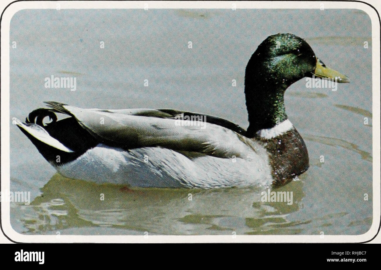Geese as guards hi-res stock photography and images - Alamy