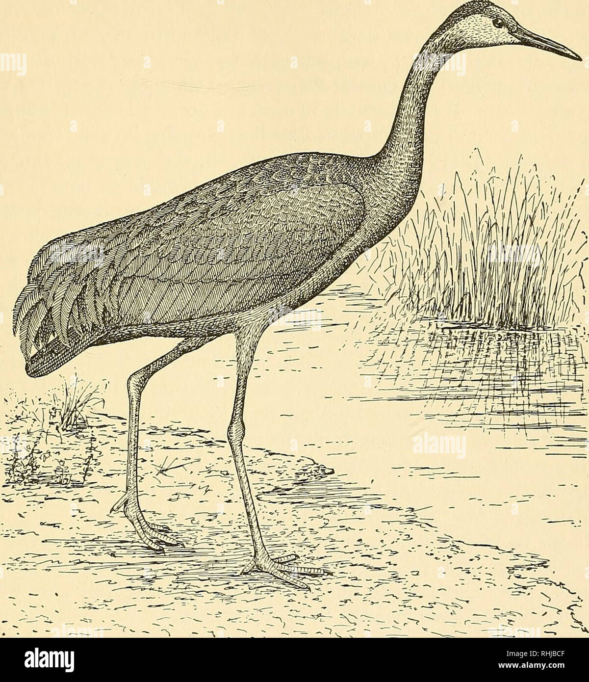 . Birds of Massachusetts and other New England states. Birds; Birds. CRANES 349 pond. Eggs: 2; 3.40 to 4.10 by 2.10 to 2.60 in.; indistinguishable in color from those of Whooping Crane (page 346) but a little smaller. Dates: March 2, Florida; April 14, Oregon; May 5, Indiana; May 30, Wisconsin; June 5, Colorado; June 9, North Dakota; latest June 30, Michigan. Incuba- tion : Period not definitely known, probably about 30 to 33 days; apparently by female. One brood yearly. Range. — North America south of the Hudsonian region. Breeds from southern British Columbia, southern Alberta and southern S Stock Photo