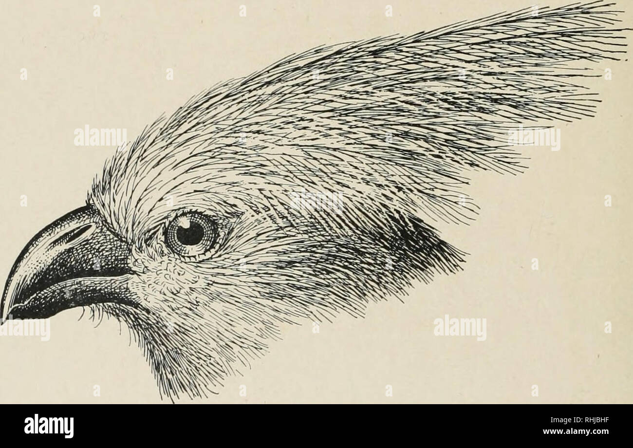 . The birds of South Africa. Birds -- South Africa. 220 MUSOPHAGID^ SCHIZORHIS 1869, p. 296 [Limpopo]; Layard, t.c. p. 372 [Matabeleland]; Exton, Ibis, 1871, p. 107 [Kanye]; Gurney in Andcrsson''s B. Daviaraland, p. 204 (1872) ; Bucldcy, Ibis, 1874, p. 366; Sliarpe, ed. Layard's B. S. Afr. pp. 144, 809 (1875-84); Barratt, Ibis, 1876, p. 199 [Rusten- burgj ; Oates, Mataheleland, p. 304 (1881) ; Shelley, Ibis, 1882, p. 245 [Mashonaland] ; Holitb Sr Pelzeln, Orn. Siid-Afr. p. 139 (1882) Shelley, Cat. B. M. xix, p. 453 (1891) ; id. B. Afr. i, p. 120 (1896) Sharpe, Ibis, 1897, p. 498 [Zululand]; So Stock Photo