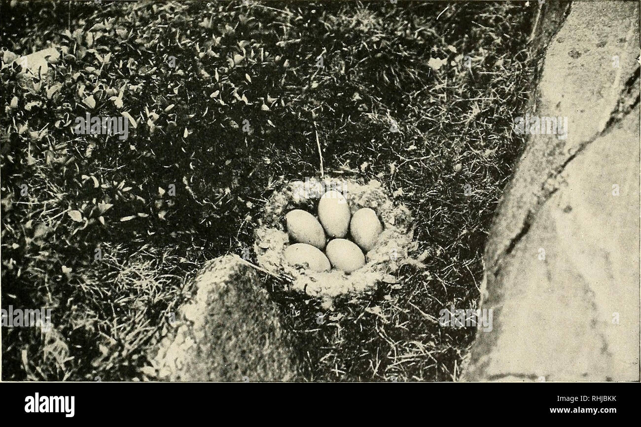 Birds of Massachusetts and other New England states. Birds; Birds.  Photograph by Dr. T. Gilbert Pearson Fig. 24. — Nest and Eggs of Canada  Goose From Bird-Lore, Courtesy of Dr. Frank