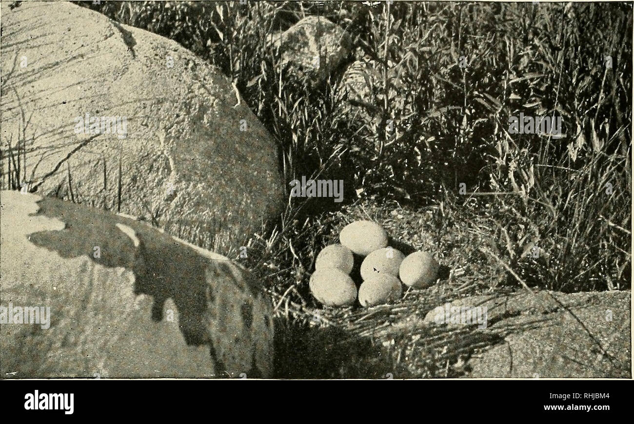 Birds of Massachusetts and other New England states. Birds; Birds.  Photograph by Dr. T. Gilbert Pearson Fig. 24. — Nest and Eggs of Canada  Goose From Bird-Lore, Courtesy of Dr. Frank