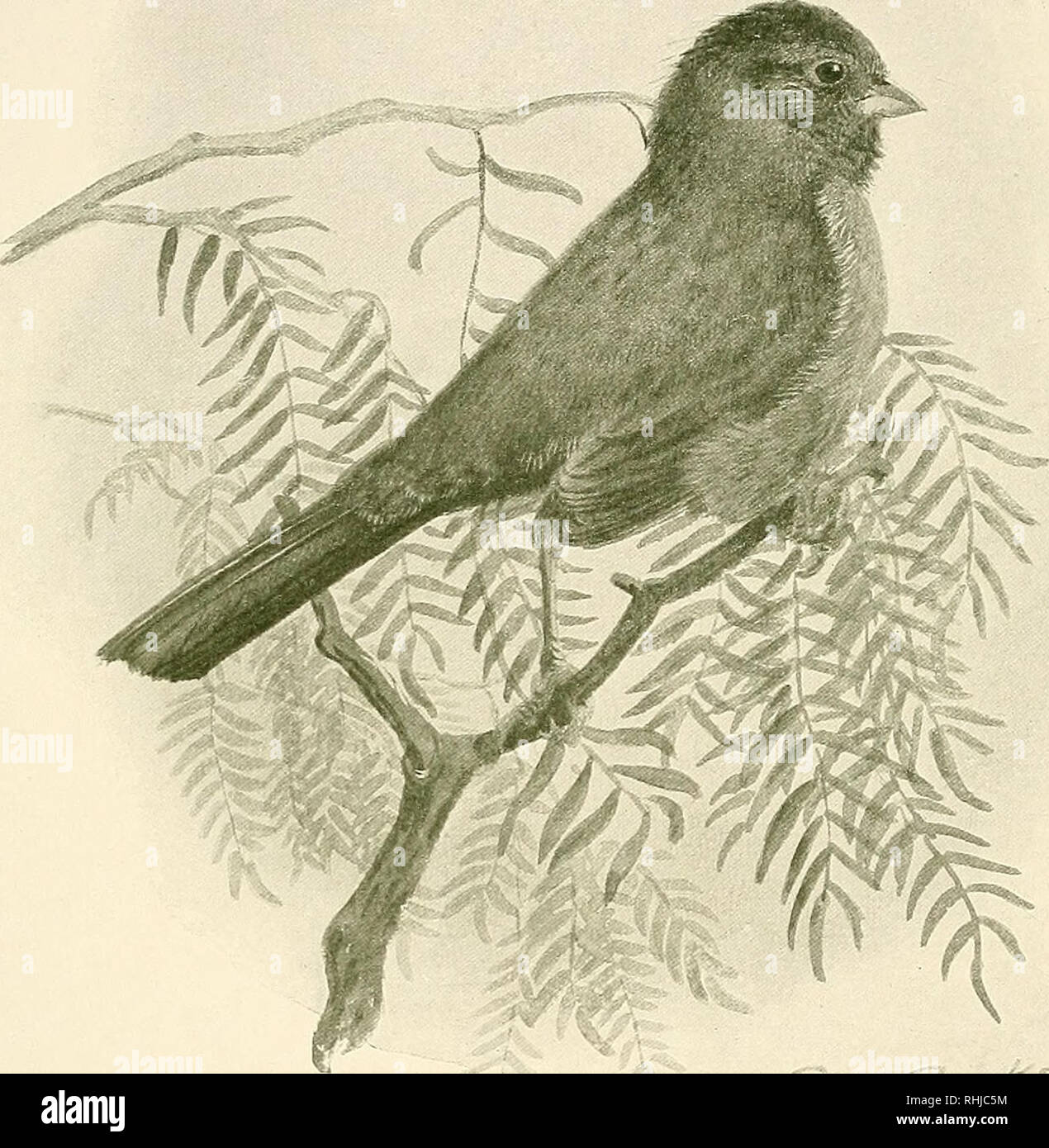 . The birds of California : a complete, scientific and popular account of the 580 species and subspecies of birds found in the state. Birds; Birds. The Brown Towhees. CZk ANTHONY BROWN TOWHEE 402. Please note that these images are extracted from scanned page images that may have been digitally enhanced for readability - coloration and appearance of these illustrations may not perfectly resemble the original work.. Dawson, William Leon, 1873-1928; Dickey, Donald R. (Donald Ryder), 1887-1932; Pierce, Wright M; Finley, William L. (William Lovell), 1876-1953; Brooks, Allan, 1869-1946. San Diego ;  Stock Photo