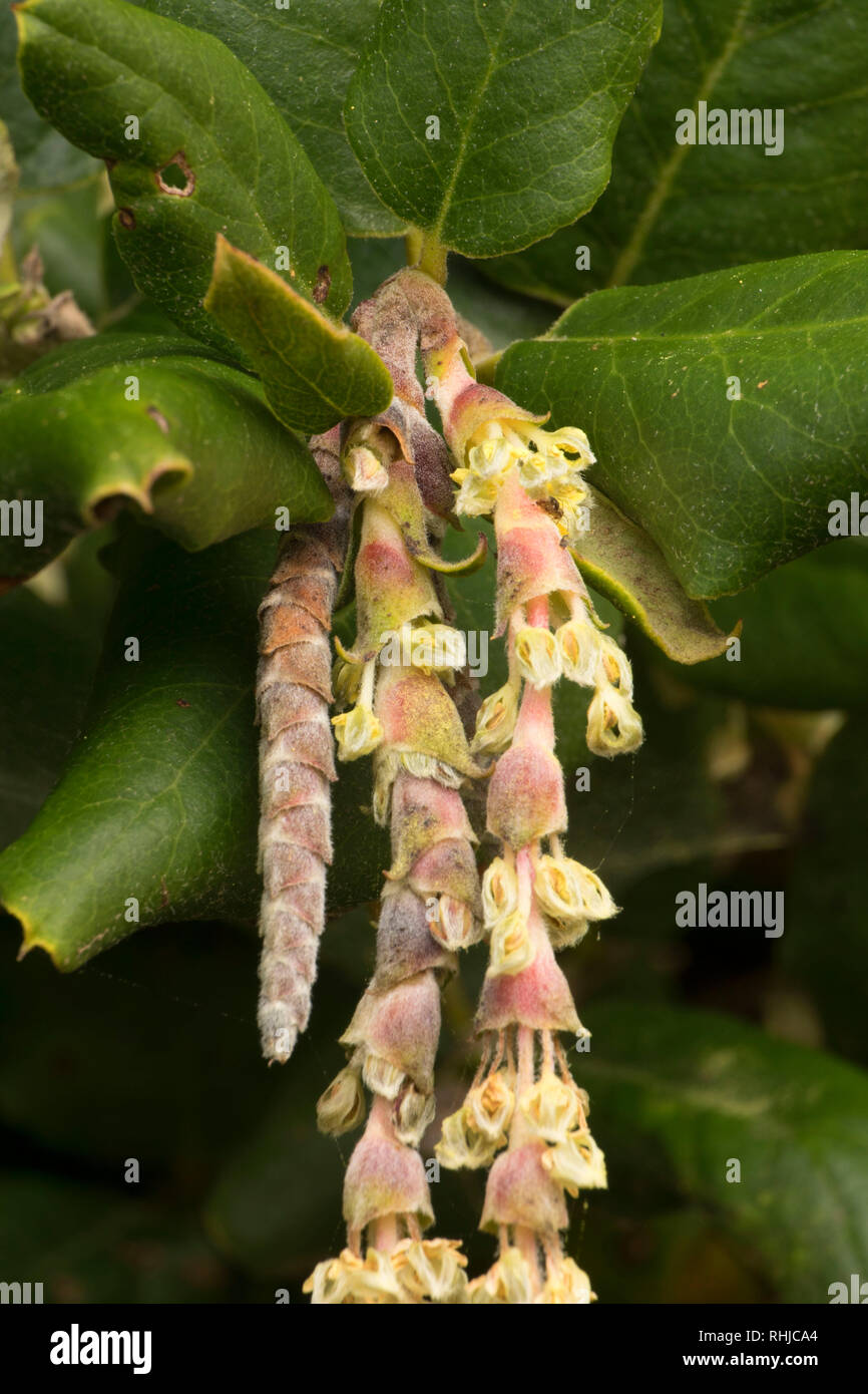 The coast silk tassel hires stock photography and images Alamy
