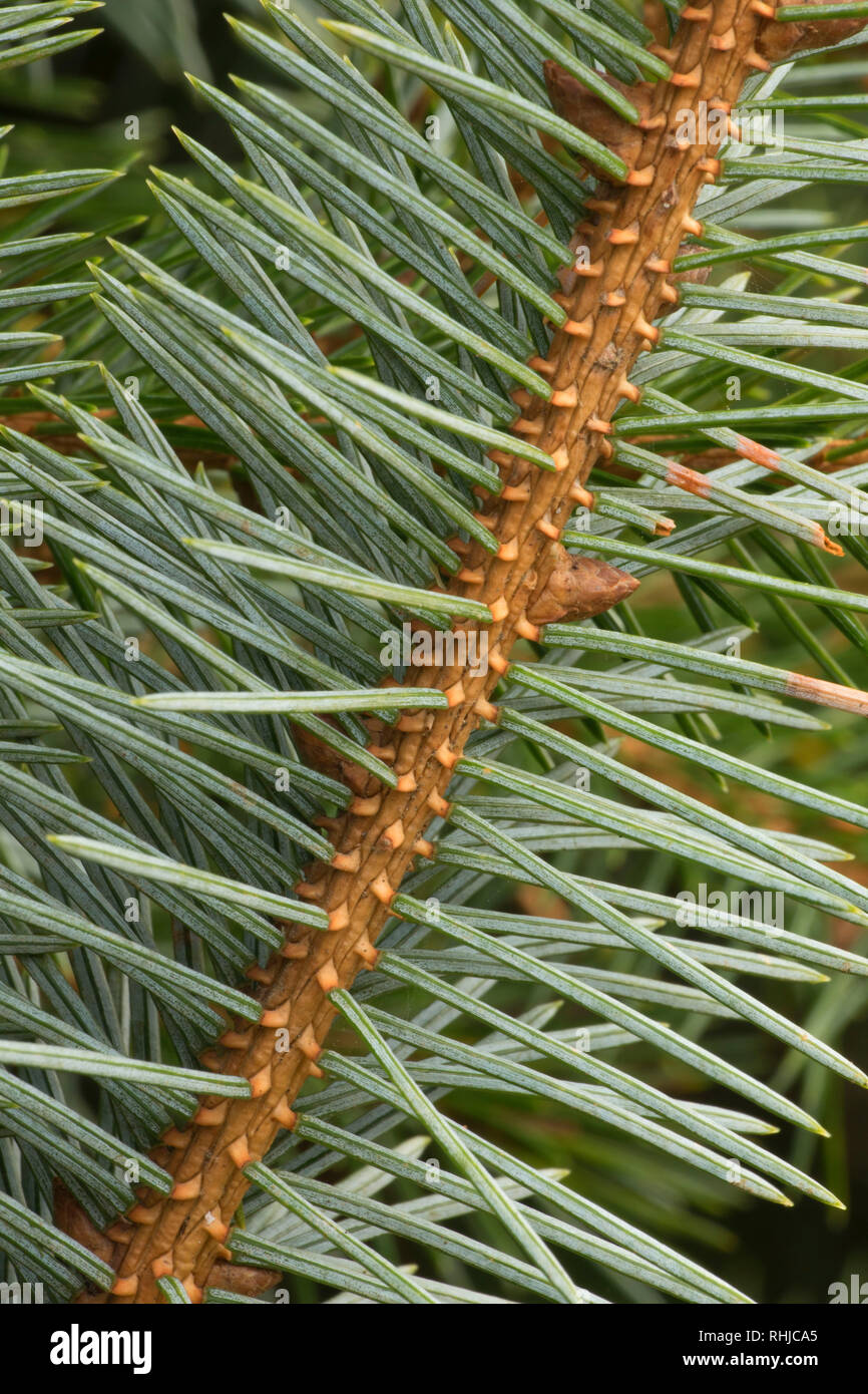 Sitka spruce needles, Patrick's Point State Park, California Stock Photo