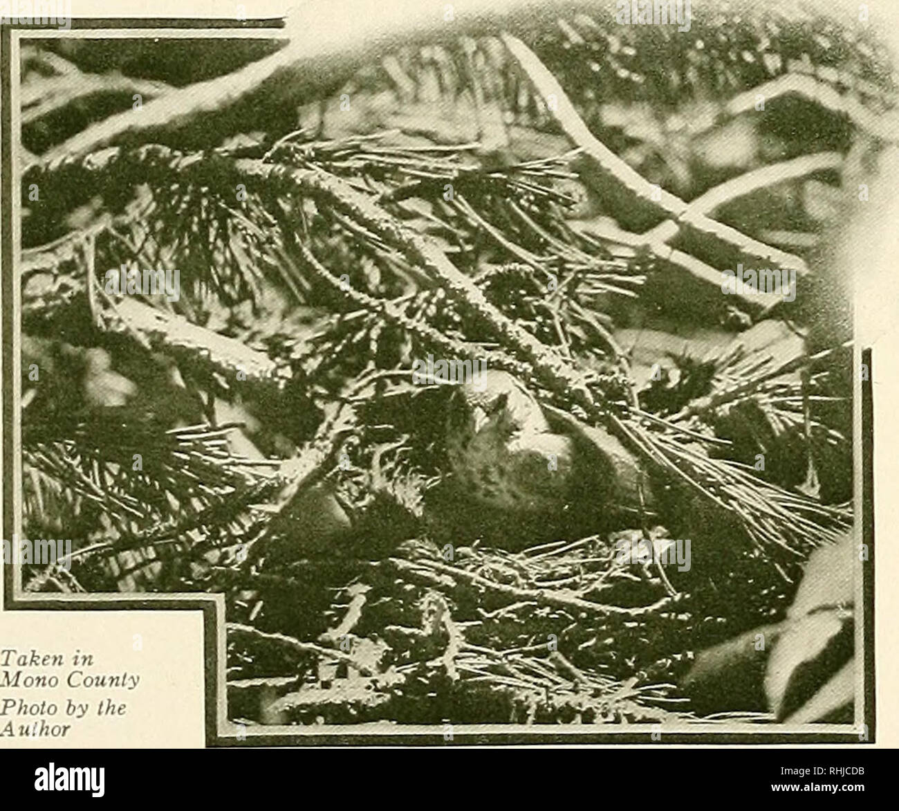 . The birds of California : a complete, scientific and popular account of the 580 species and subspecies of birds found in the state. Birds; Birds. The Fox Sparrows there are examples from the San Diego district (e. g., Santa Barbara, Oct. 31, 1913 —M. C. 0. coll.). Authorities.—Cooper (Passerella megarhynchus, part?), Orn. Calif., 1870, p. 222 (Sierra Nevada); Ingersoll, Condor, vol. xv., 1913, p. 84 (destruction of nests and eggs) Swarth, Proc. Biol. Soc. Wash., vol. xxxi., 1918, p. 161 (Chinquapin, Yosemite Park; orig. desc); Univ. Calif. Pub. Zool., vol. xxi., 1920, p. 173, figs, (occurre Stock Photo