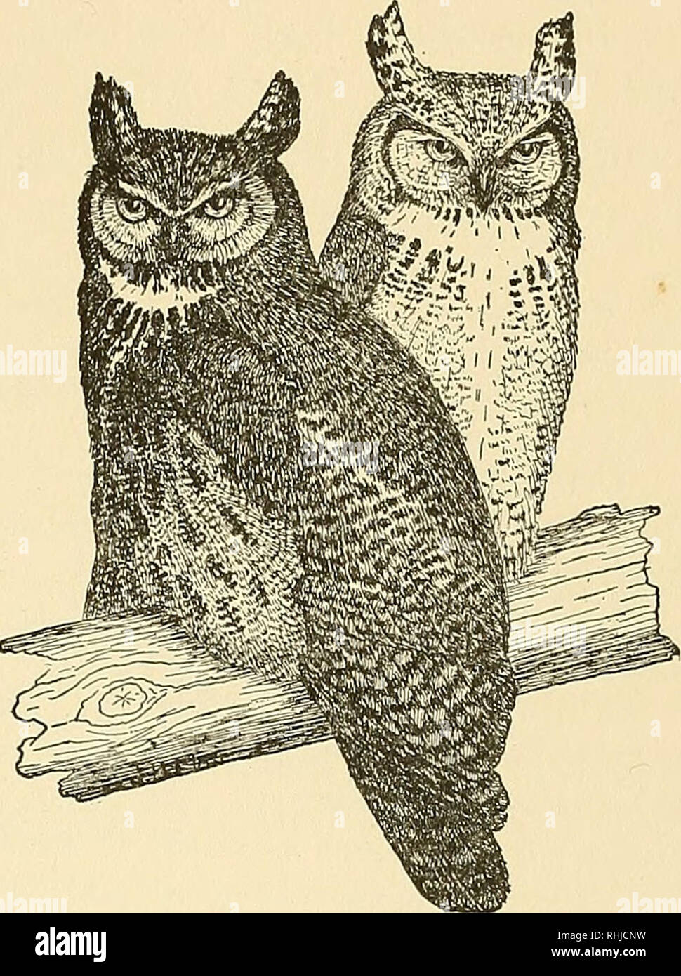 . Birds of Massachusetts and other New England states. Birds; Birds. ARCTIC HORNED OWL 229 Bubo virginianus subarcticus Hoy. Arctic Horned Owl. Description. — Similar to Great Horned Owl in size and shape. Adults {sexes alike): Above, white or very pale in ground color, with markings similar to those of Great Horned Owl, but much paler and more restricted. Below, white with dark markings comparatively few and sometimes obsolete; legs and feet white or very pale buffy. Measurements and Molts. — Similar to those of Great Horned Owl. Field Marks. — Size and shape of Great Horned Owl but much pale Stock Photo