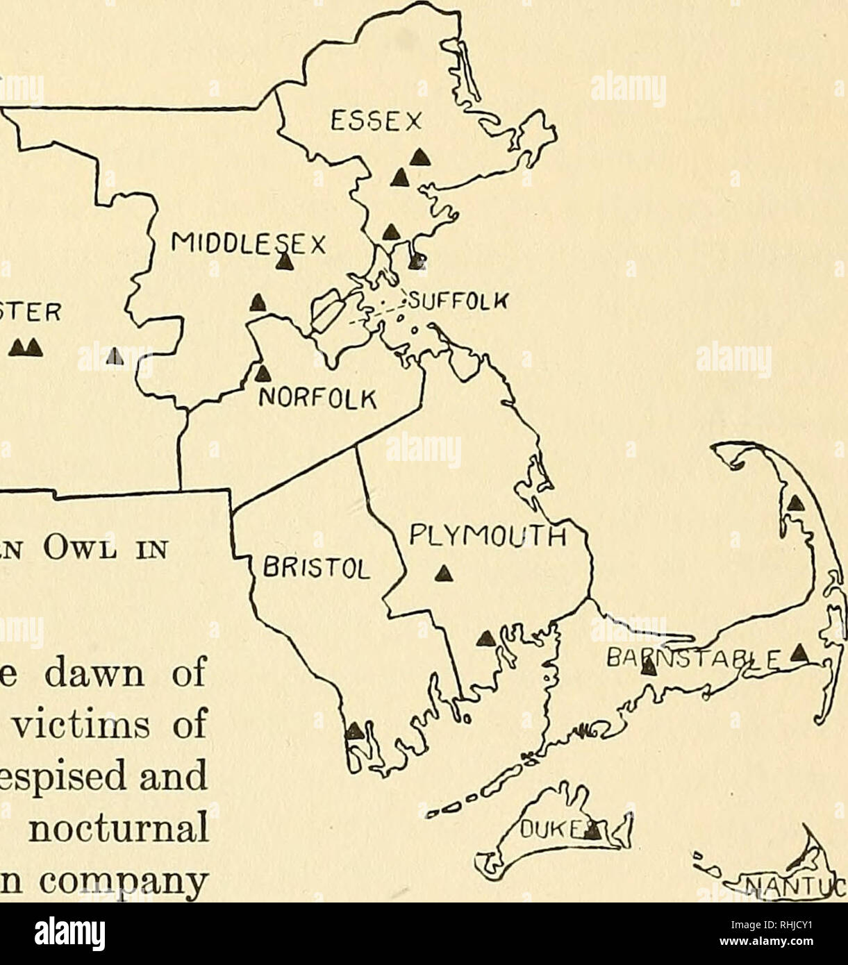 Birds Of Massachusetts And Other New England States Birds Birds