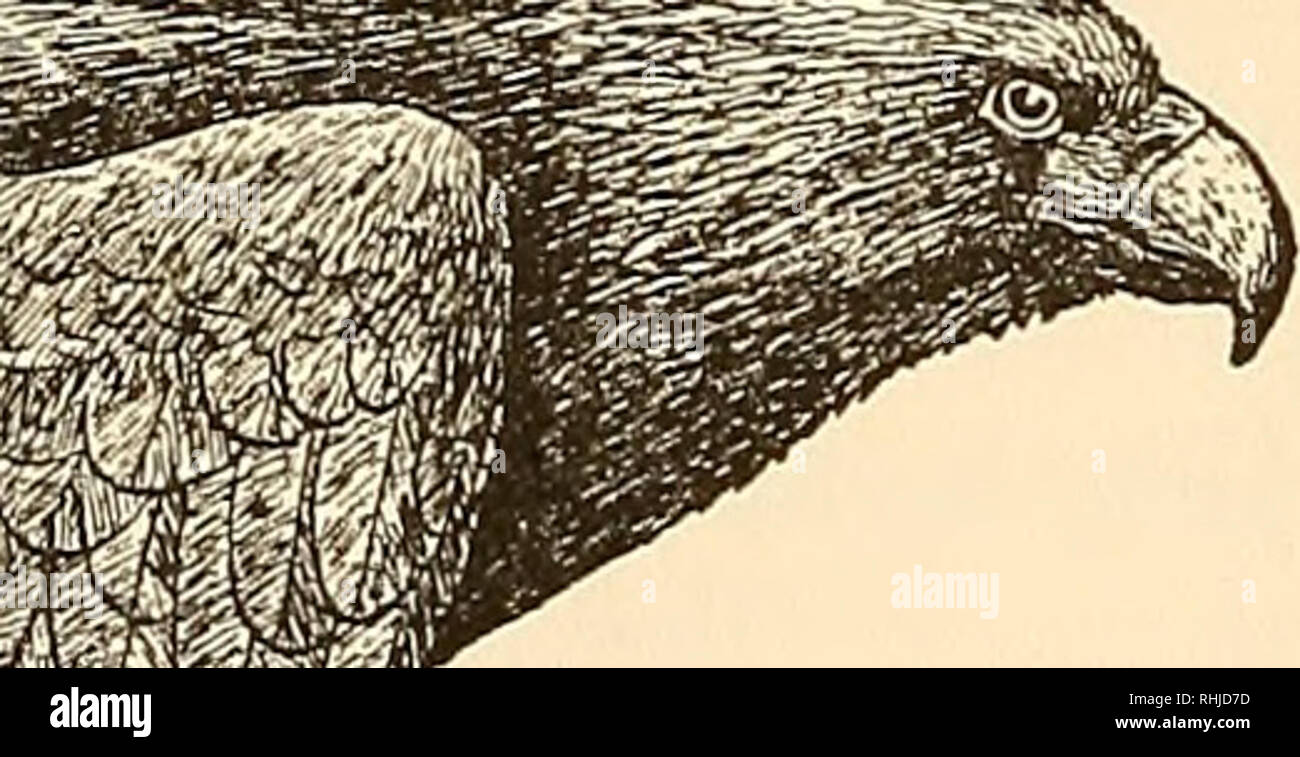 Birds Of Massachusetts And Other New England States Birds