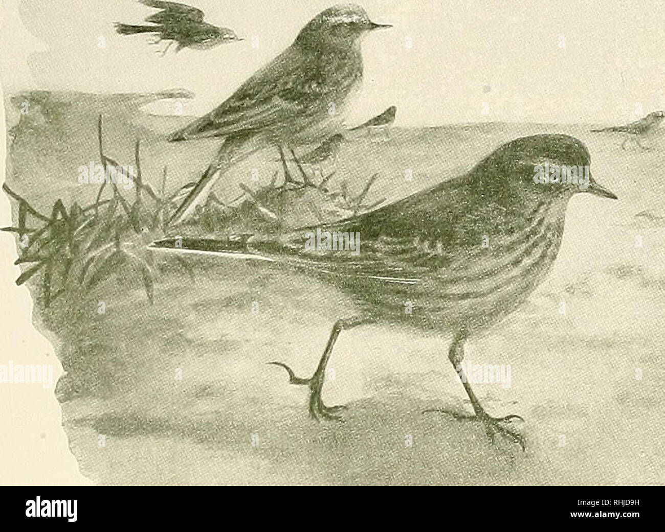 Fidget bird 2025