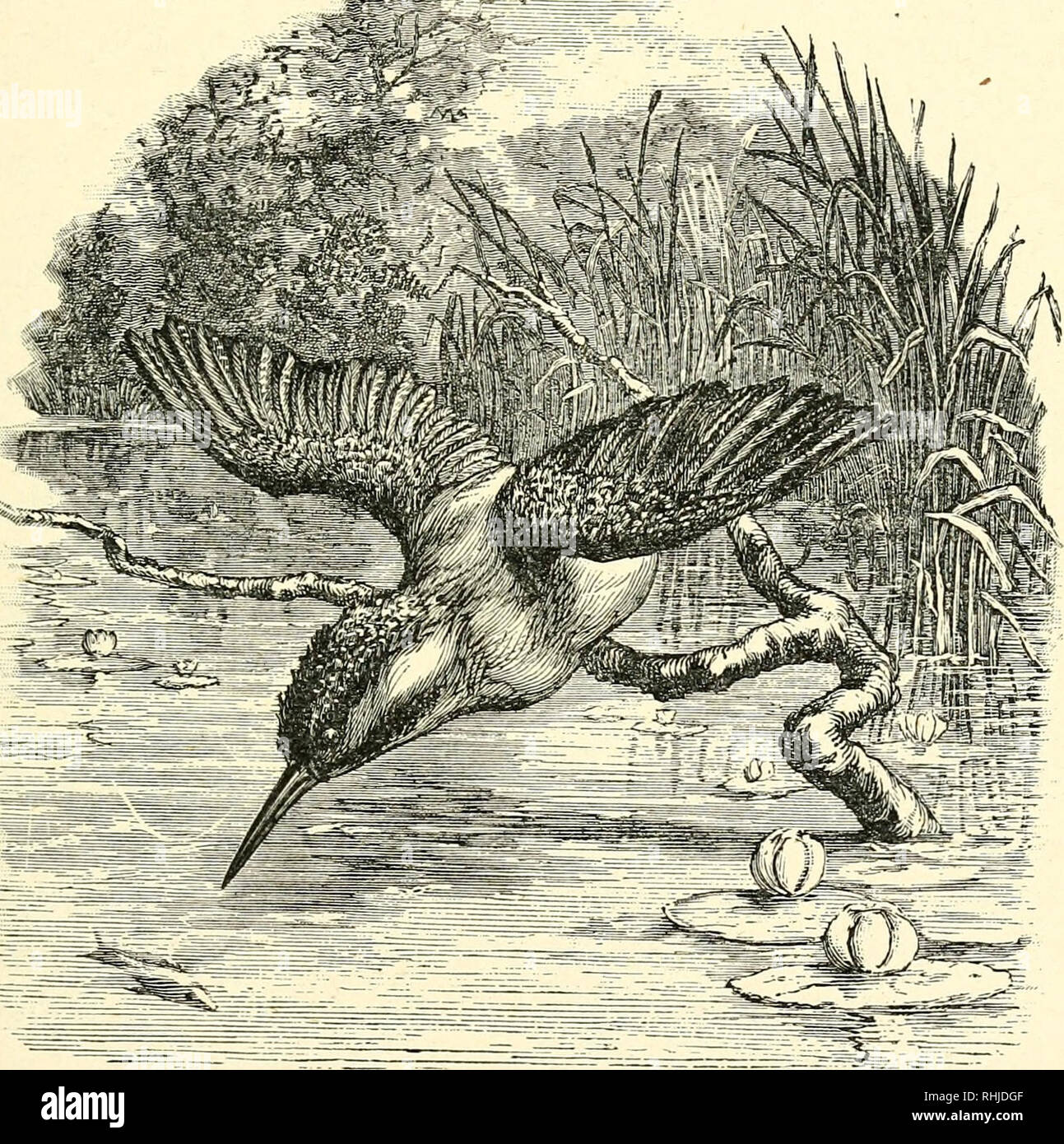 Stuffed kingfisher hotsell