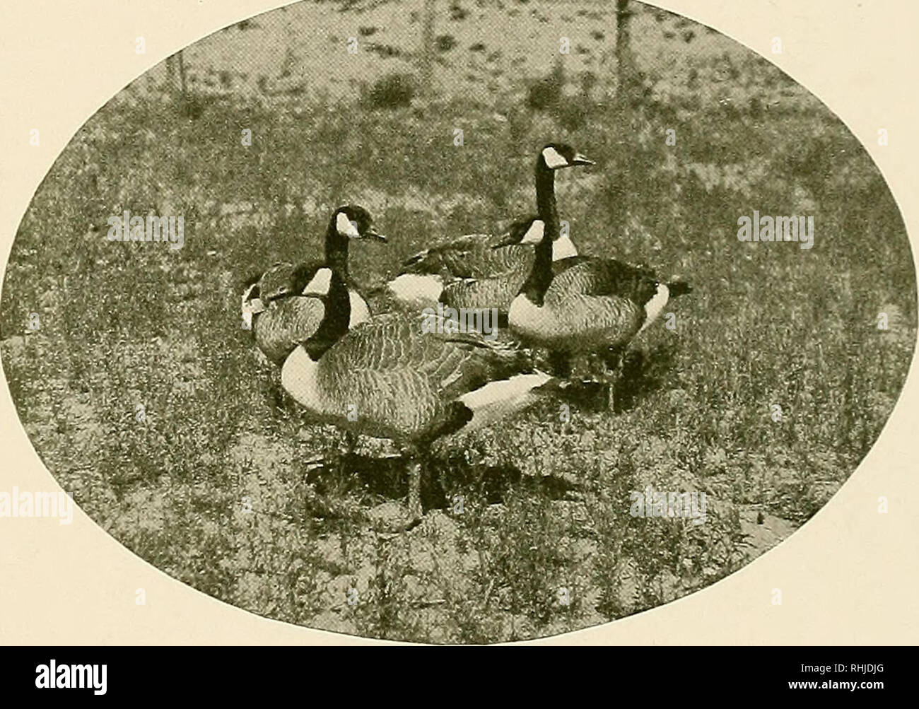 . The birds of California : a complete, scientific and popular account of the 580 species and subspecies of birds found in the state. Birds; Birds. The Canada Geese Authorities.—Gambel {Anser canadensis), Jour. Acad. Nat. Sci. Phila., ser. 2, i., 1849, p. 225 (Ca.Ul.); Belding, Zoe, vol. iii., 1892, pp. 99, 100 (occurrence in Calif.); Ray, Condor, vol. xiv., 1912, p. 67, figs, (nesting at Lake Tahoe; desc. habits, nest and eggs); Swarth, Univ. Calif. Publ. Zool., vol. xii., 1913, p. I, figs, (occurrence in Calif.; crit., desc, meas., etc.). HONK, honk—honk, honk! What a stirring sound is that  Stock Photo