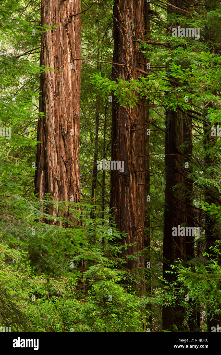 Coast redwood (Sequoia sempervirens) forest, Mendocino Woodlands State 
