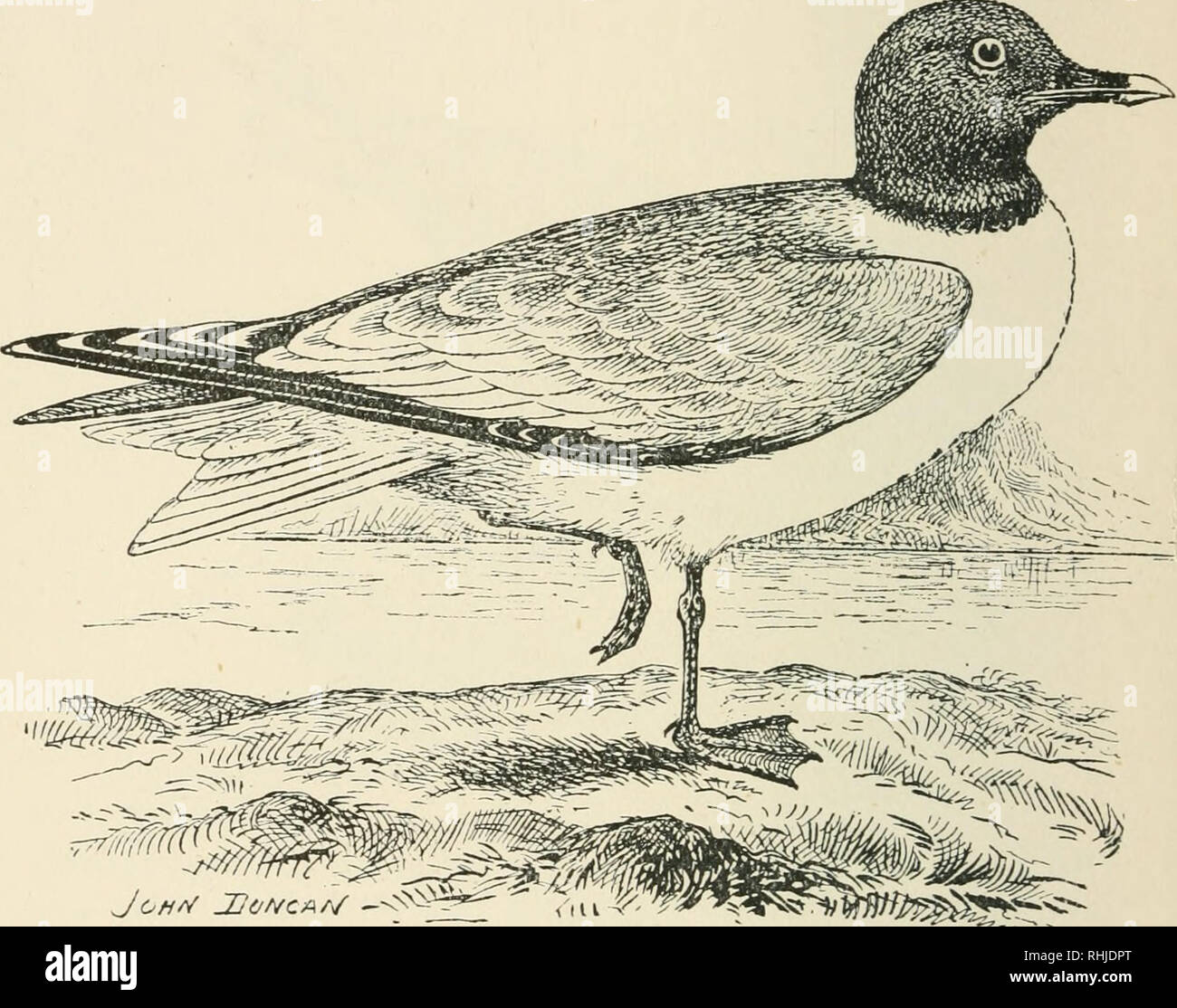 Sabines gull xema sabini summer hires stock photography and images Alamy