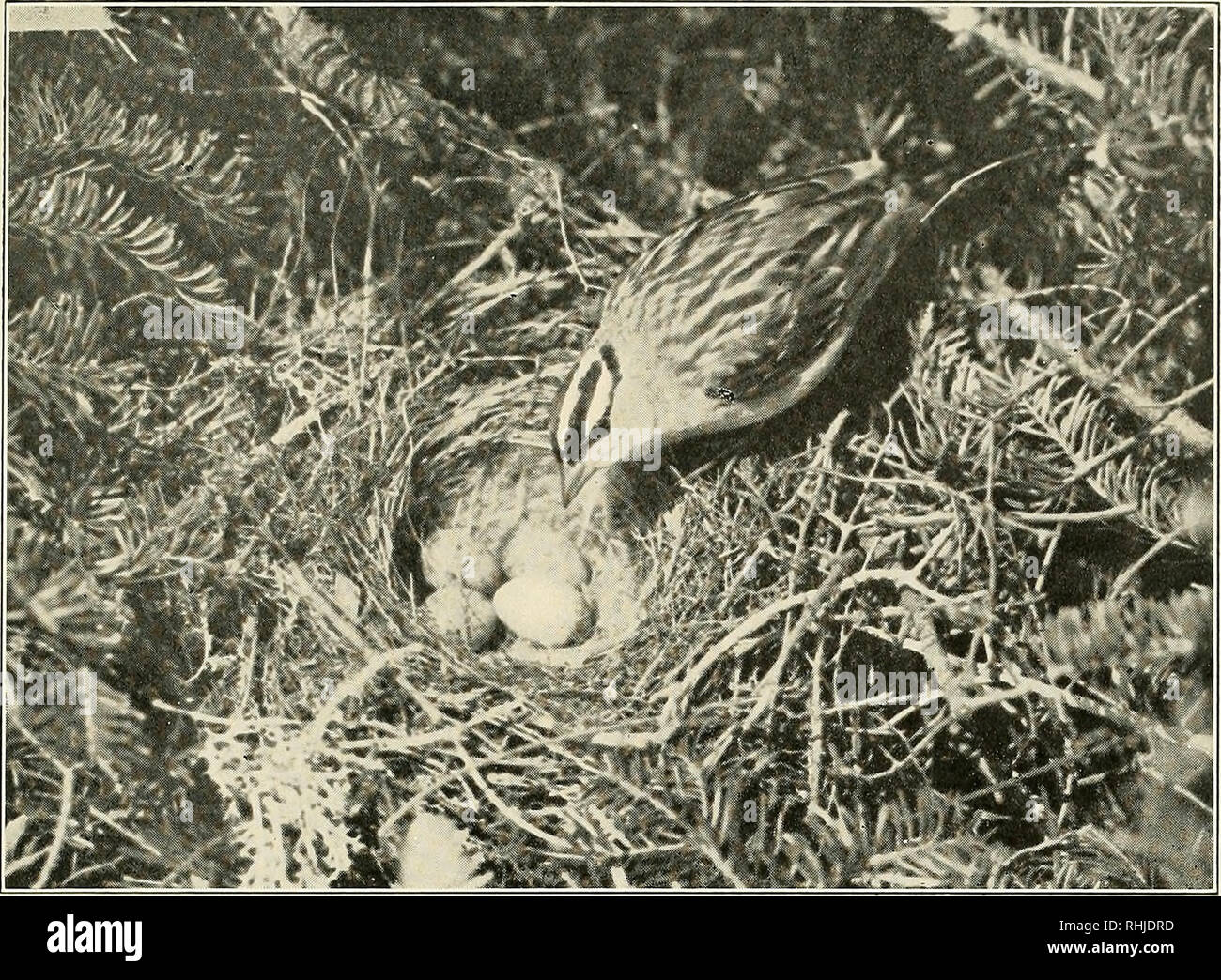 Birds Of Massachusetts And Other New England States Birds Birds