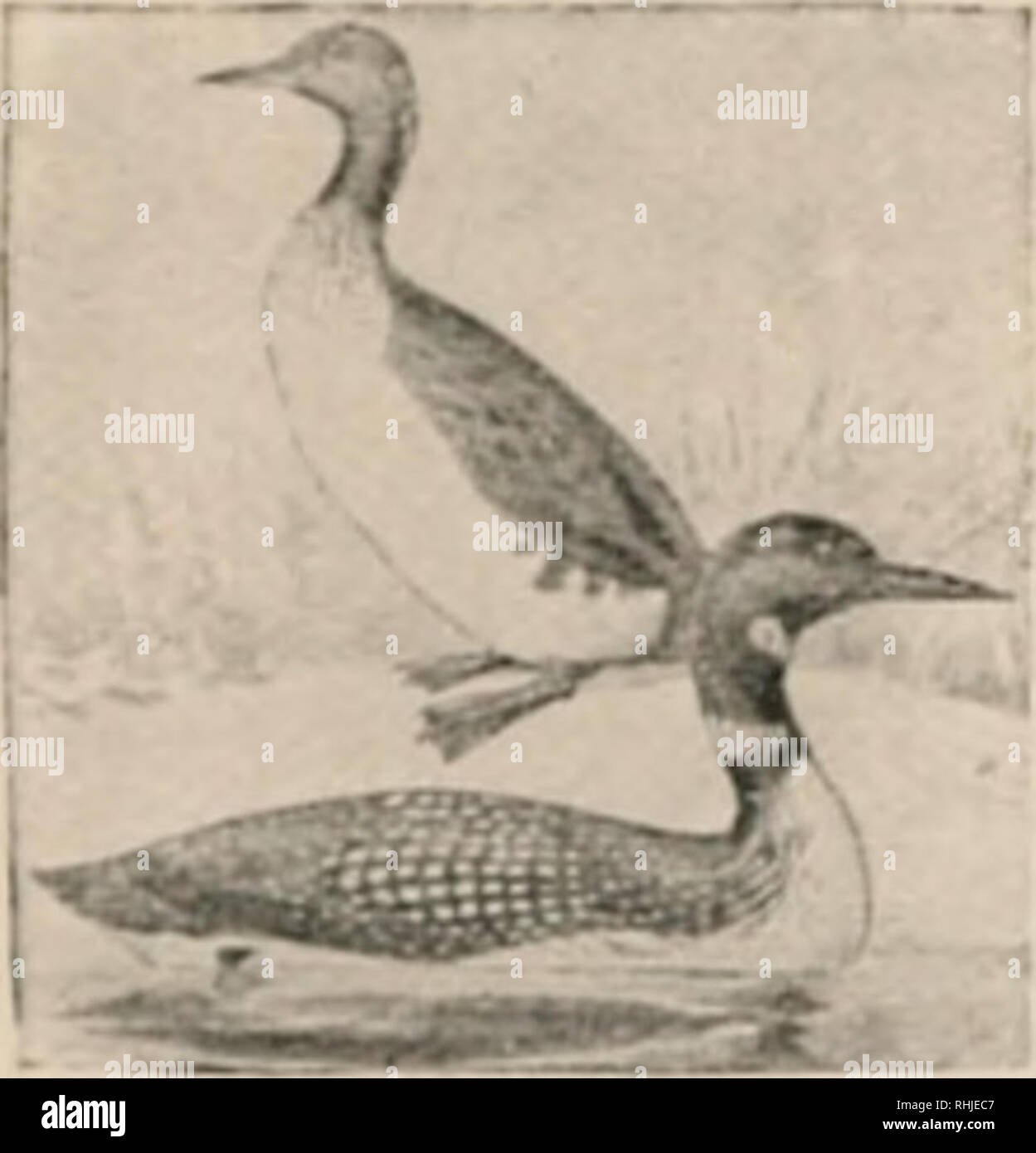 . The birds of eastern North America : known to occur east of the ninetieth meridian. Birds -- North America. GROUP 2. Toes, four; front toes, palmate (full webbed); hind toe, not connected with front ones by web.. Bill, &lt;i mi-lit :iinl pointed: t:irsus, llat- tened; hind toe. ith tl:ip or lobe; feet, pl.-ieed f:n- hack near the t:iil: tail, very short. Family GAVIIDAE. Loons. See pa^'e 'JS. 'erv larire vin.ir. over I'.i inehes loni;': upper mandihle. curved near tip. forming a hook, the end . inm'n'H i en larked : no-trii-. se|iaraie and tiihular: hind toe, rudimentary, often apparentl Stock Photo