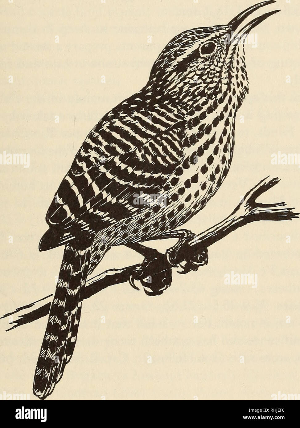 . The birds of the Republic of Panama. Birds. FAMILY TROGLODYTIDAE 65 The bird watcher familiar with the desert areas of southwestern United States and Mexico should easily recognize this species as a &quot;cactus wren&quot; from its colors and plumage pattern, but may be un- certain when he sees the birds ranging in tangles of vines, tropical shrubbery, and low-growing palms in fairly dense, humid jungle. Often they are found in small bands of half a dozen that move about. Figure 9.—Band-backed Wren, Cucarachero Listado, Campylorhynchus zonatus costaricensis. with the usual curious jumble of  Stock Photo