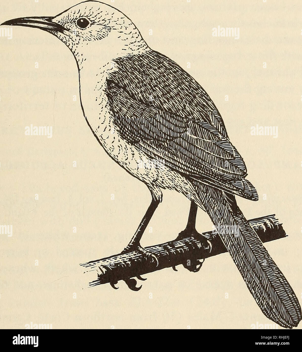 . The birds of the Republic of Panama. Birds. FAMILY TROGLODYTIDAE 61 rate species from C. turdinus and its races, all of which differ in adult stage in variable patterns of dark markings on the head and undersur- face. A record by Salvin and Godman (Biol. Centr. Amer., Aves, vol. 1, 1880, p. 63) under the name &quot;albibrunneus&quot; from &quot;Veraguas (Arce)&quot; quoted by other authors, is in error, as the species is not known from that area.. Figure 8.—White-headed Wren, Cucarachero Cabeciblanco, Campylorhynchus albobrunneus. This handsome wren is an arboreal forest inhabitant that rang Stock Photo