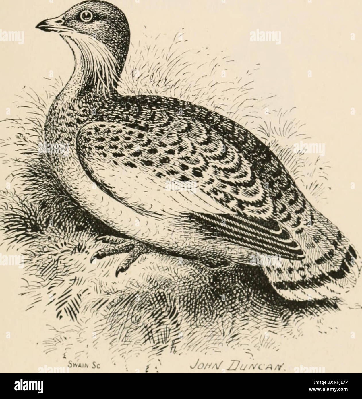. Birds of the British Isles. Birds -- Great Britain; Birds -- Ireland. BIRDS OF THE BRITISH ISLES. 295 Great Buetarb.. ^â ^^^A&quot;^ Jof^A/ Uurvc. The Great Bustard {Otis tarda, Linnaeus), which formerly bred in, but is now only an irregular nomadic spring, autumn, and winter migrant to, the British Isles, inhabits the Southern Palearctic Region. The adult male has the head pale grey; on each side of the base of the bill is a long tuft of whitish feathers; throat and upper neck, wliite ; upper plumage, mostly yellowish-rusty or buflish- rcd, barred and otherwise variegated with brown and bla Stock Photo