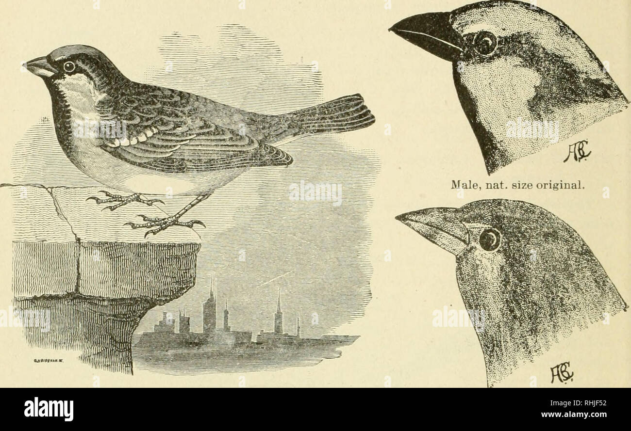 . Birds of Michigan. Birds. 96 AGRICULTURAL COLLEGE OF MICHIGAN. Genus PASSER Bbiss.. English Sparrow, male. Female, nat. size original. 228-000 (11)12). Passer domesticns {Linn.). ^English Sparrow; European Sparrow; House Sparrow; Parasite; Tramp; Hoodlum; Gammon; Philip Sparrow. Imported species; introduced into New York in 1850; introduced into Michigan in 1879; &quot;tirst seen at Hubbardston, Ionia County, 1885&quot; (Prof. C. F. Wheeler); very com- mon; already throughout the Lower Peninsula; more common in towns but pushing into the country; noxious species; '• like the poor, always wit Stock Photo