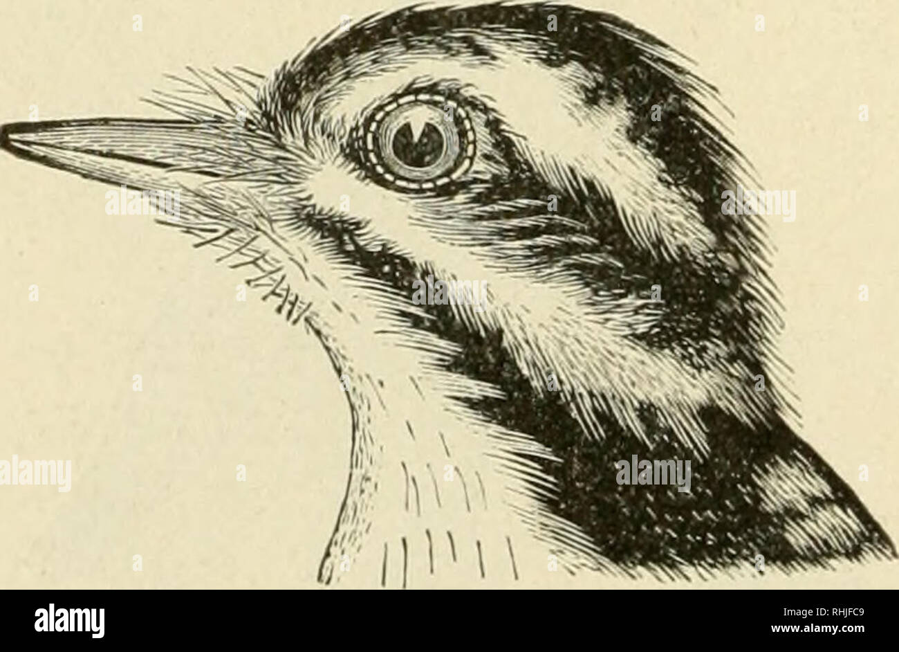 . Birds of Michigan. Birds. Syndactyle foot of Kingfisher. the Upper Peninsula&quot; (L. W. Watkins); ''common at Iron Mountain''(E. E. Brewster); breeds; nests, in a hole four to eight feet long in banks; |&quot; nests sometimes in hollow trees'&quot; (Dr. W. C. Brownell); nests along the banks of the Red Ce:Iar River on the college grounds; eggs six to eight, white. Order PTCI. Woodpeckers. Climbing birds, with chisel like ])ills and barbed tongues. Family PICID^-E. Woodpeckers. Peck holes in wood in search of insects; food insects, fruit and grain; very benefi- cial; nest in holes formed in Stock Photo