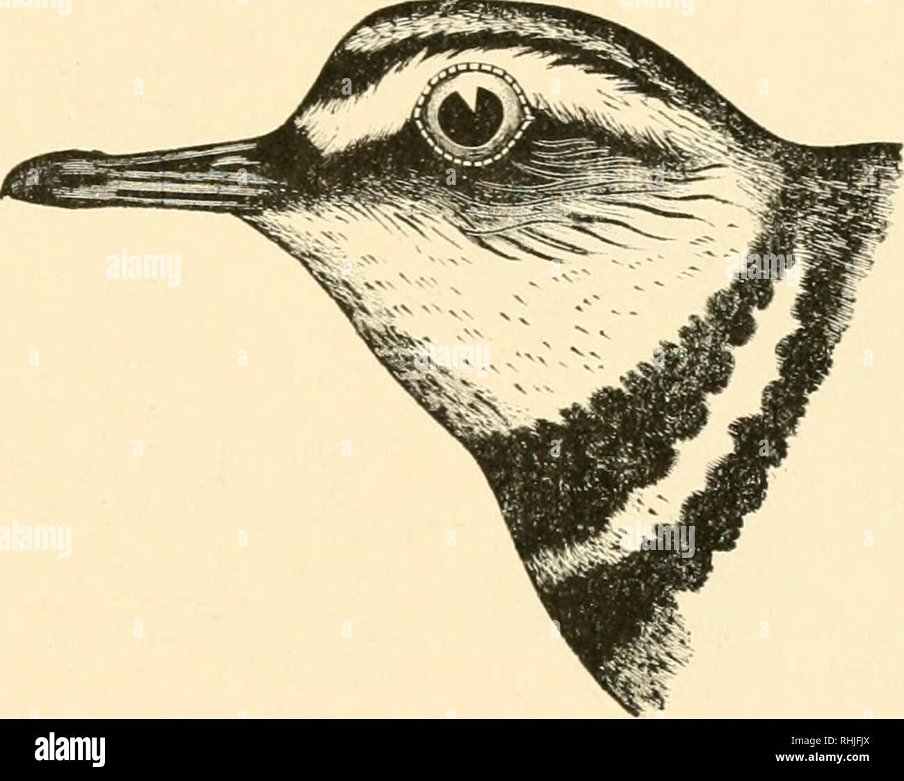 Birds of Michigan. Birds. ZOOLOGICAL DEPARTMENT. 55 lli-27ti |.'>S1 I.  C'haratlriiis (loiiiiuieiis .1//*//. Amkrtcan (ioLDKX Plover; Green- liACK.  CoQimon; throughout the state; April and Oct.: migrant. This bird is not  men-