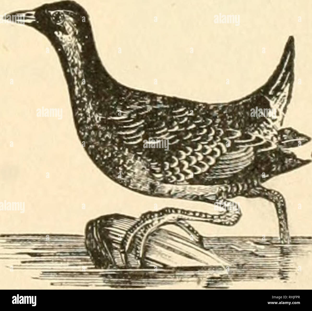 doctor for birds near me