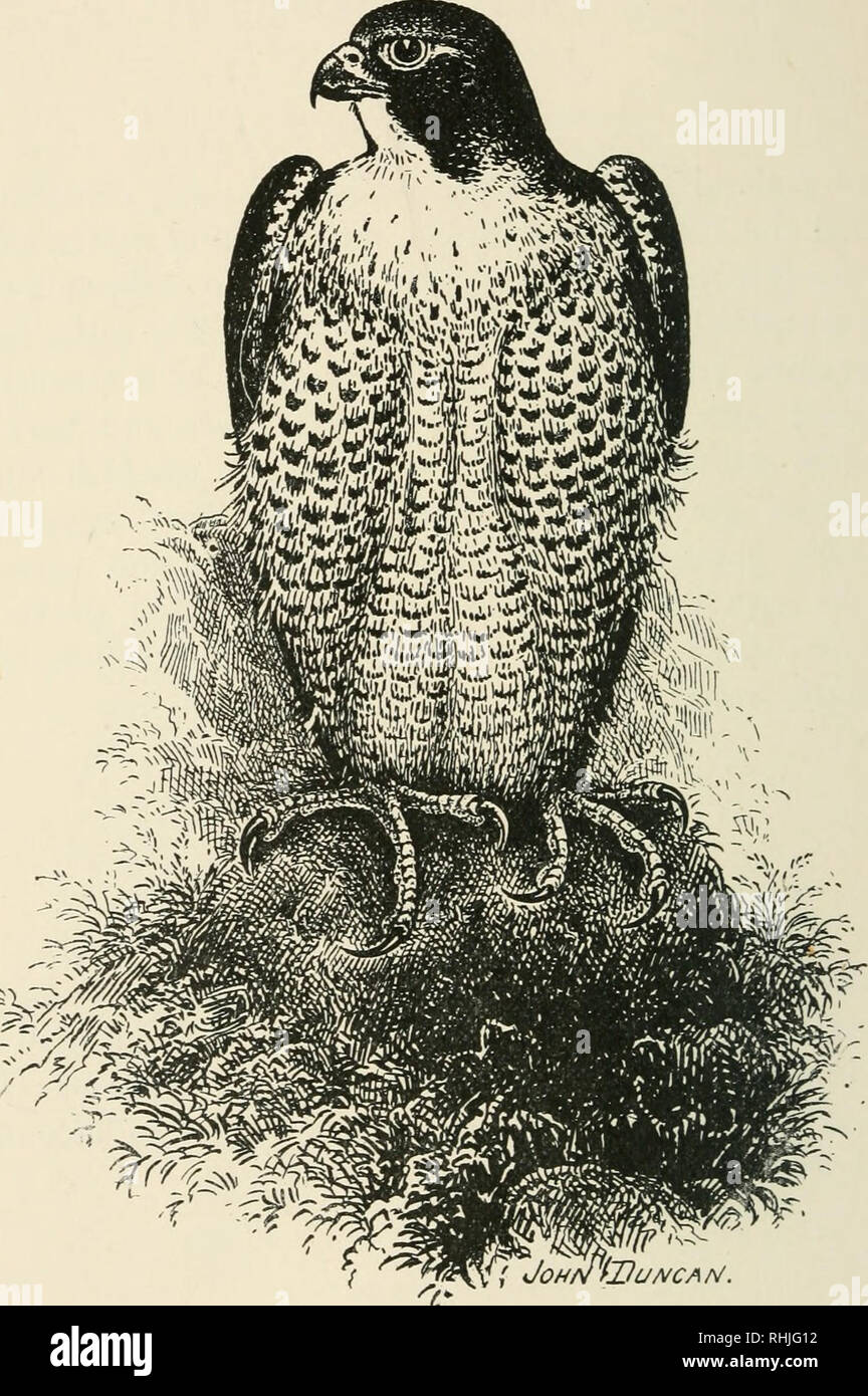 Birds Of The British Isles Birds Great Britain Birds