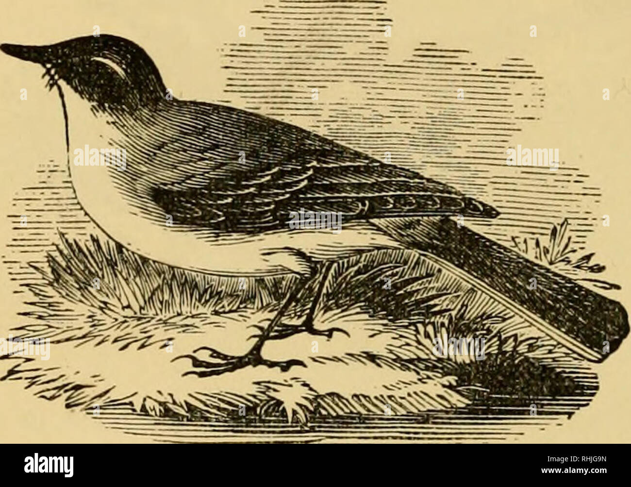 . The birds of Essex: a contribution to the natural history of the country. Birds. 98 THE BIRDS OF ESSEX. At Epping and at Sudbury Edward Doubleday and W. D. King respect- ively record it (15 &amp; 20) as &quot;a winter visitant.&quot; Henry Doubleday writes to T. C. Heysham in 1831 (10), &quot; The Grey Wagtail is very rare here, and I never could get one in summer plumage.&quot; Mr. Buxton says (47. 89) it is &quot; not uncommon along the Roding in winter.&quot; Round Orsett, it is uncommon, being only occasionally seen, and never breeding (Sackett). It occurs in both the Col- chester and Pa Stock Photo
