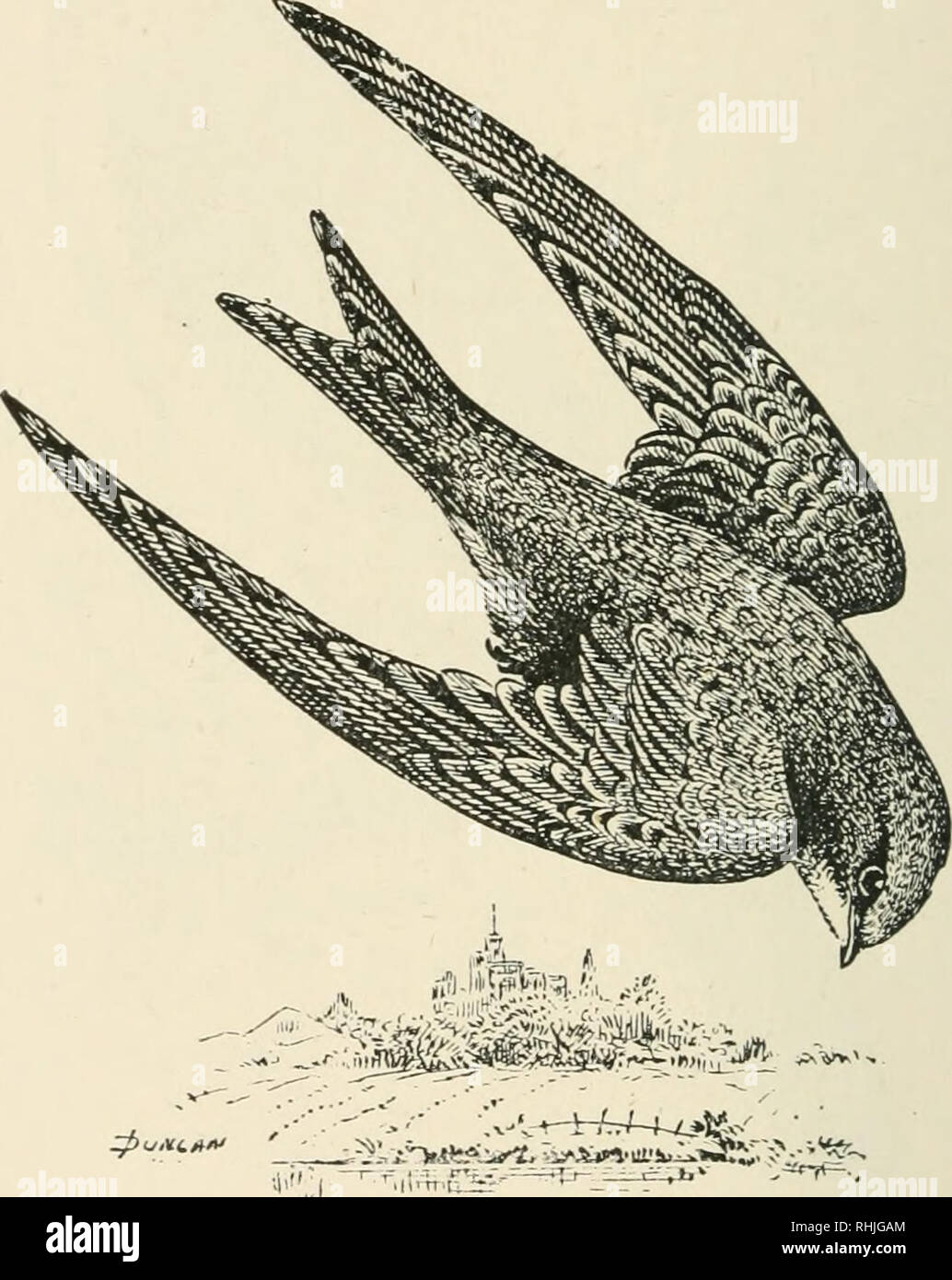 Birds Of The British Isles Birds Great Britain Birds Ireland 146 Birds Of The British Isles White Orbits Whitish Irides Dark Brown Upper Mandible Blackish With A Yellow Base