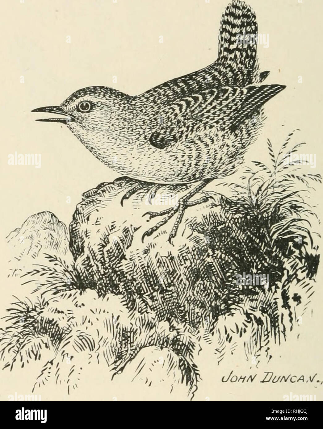 . Birds of the British Isles. Birds -- Great Britain; Birds -- Ireland. I30 BIRDS OF THE BRITISH ISLES. St Ikilba Mrcn.. JofiAf Ui/r/CA.V^, The St. Kilda Wren {Troglodytes hirtensis^ Seebohm) is a resident species on the islands of St. Kilda, Scotland. To Mr. Charles Dixon, the well-known naturalist, is due the honour of having brought from St. Kilda the speci- mens originally described by the late Henry Seebohm. The adult male closely resembles the common wren, but is superior in size, and the feet are much stronger and larger.. Please note that these images are extracted from scanned page im Stock Photo