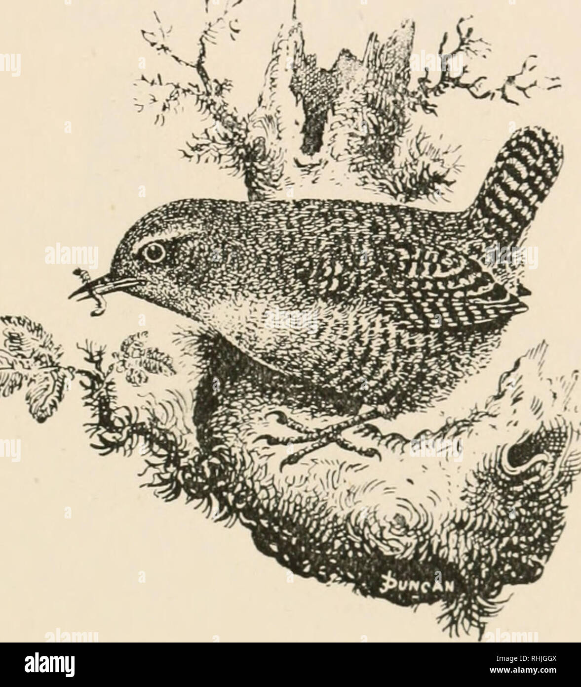 . Birds of the British Isles. Birds -- Great Britain; Birds -- Ireland. BIRDS OF THE BRITISH ISLES. 129 Common Mrcn.. The Common Wren {^Troglodytes parvulus^ Koch) is a widely and generally distributed resident species in the British Islands. It is also a common resident in most parts of temperate Europe, and occurs in Northern Africa and Western Asia. The adult has the general colour above, dark reddish-brown, barred with dark brown; eye- stripe, whitish; rump, rufous-brown; wings and tail, rufous- brown; under parts, buffish-white; abdomen and flanks, tinged with brownish, and transversely b Stock Photo
