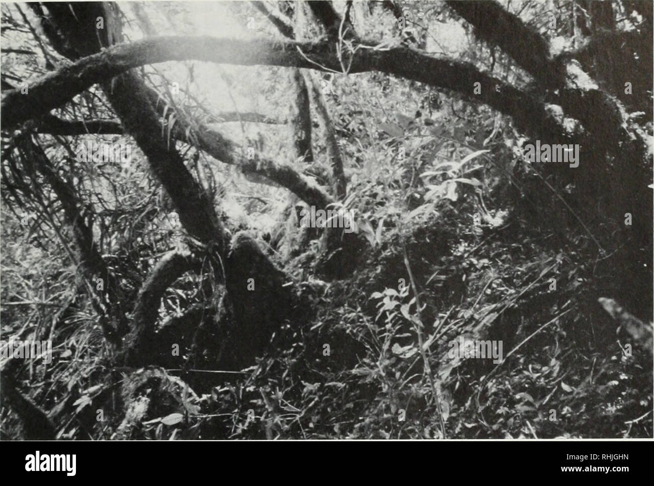 . The birds of Mt. Isarog National Park, Southern Luzon, Philippines, with particular reference to altitudinal distribution. Birds. Fig. 5. Mossy forest at 1750 m. Note luxuriant growth of ground cover and moss. (Photo taken in late March 1988 by L. R. Heaney.) of birds. His work on Mt. Isarog was part of a broader survey of vertebrates inhabiting the mountains in the provinces of Camarines Sur and Sorsogon (Rabor, 1966). He worked the south- eastern slopes of Mt. Isarog and used Curry as his base station (fig. 1). Although we have no exact information on how Rabor obtained specimens, it is pr Stock Photo