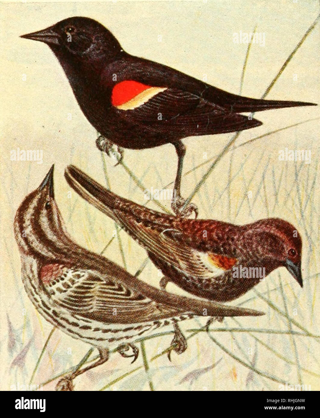 . Birds of eastern Canada. Birds. V A. Cowbird (p. 157). Female Male. B. Red-winged Blackbird (p. 158). Juvenile Male Female. Please note that these images are extracted from scanned page images that may have been digitally enhanced for readability - coloration and appearance of these illustrations may not perfectly resemble the original work.. Taverner, P. A. (Percy Algernon), 1875-1947. Ottawa, J. de L. Taché, Printer Stock Photo