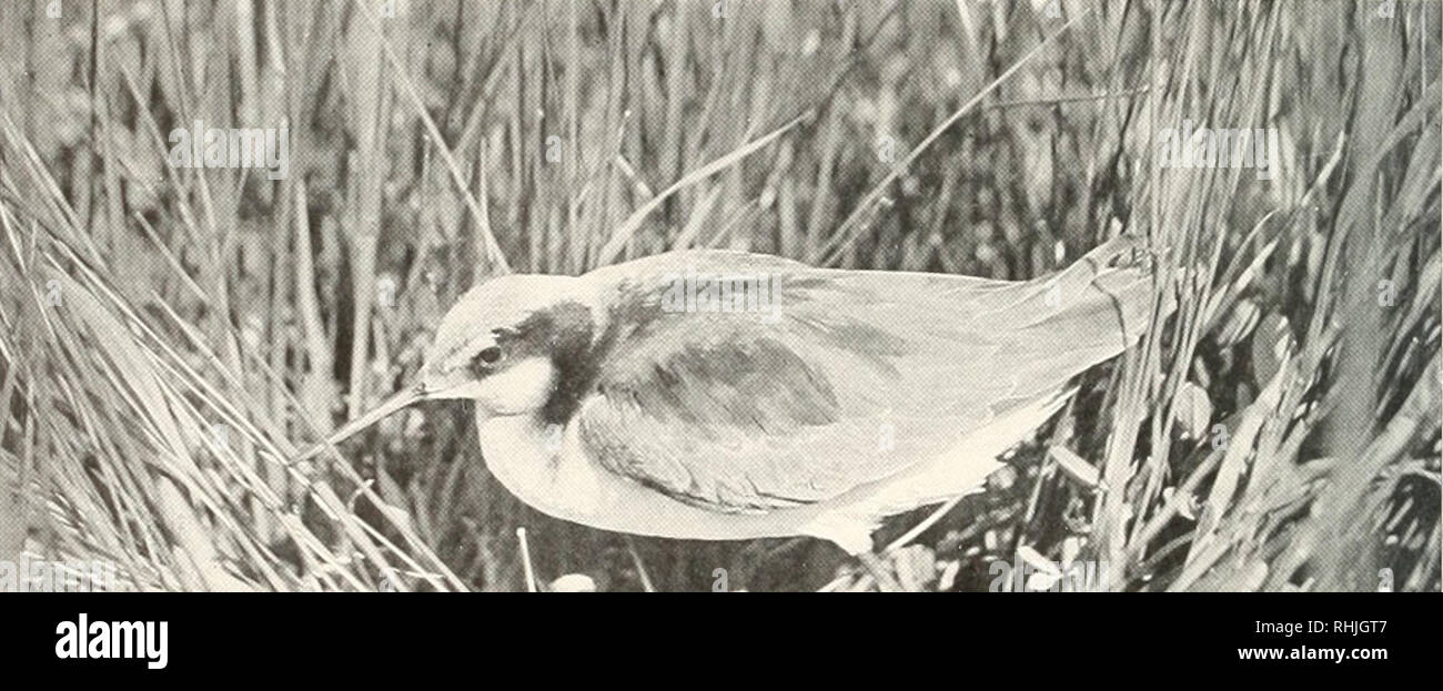 . Birds of America;. Birds -- North America. 220 BIRDS OF AMERICA WILSON'S PHALAROPE Steganopus tricolor / 'Icillot A. O, U. Xumber 224 See Color I'late 30 Other Name.â Summer Phalarope. General Descriprion.â Lengtli, 9 inches. Color above, graj'; bill longer than head and very slender; front toes with marginal webs, but the membrane not scalloped. Color.â Adult Male in Summer: Forehead, crown, and upper parts in general, including wings and tail, dull grayish, streaked on back, shoulders, and wing- coverts with darker gray; lores and a broad stripe over and behind eye, whitish ; throat and a  Stock Photo