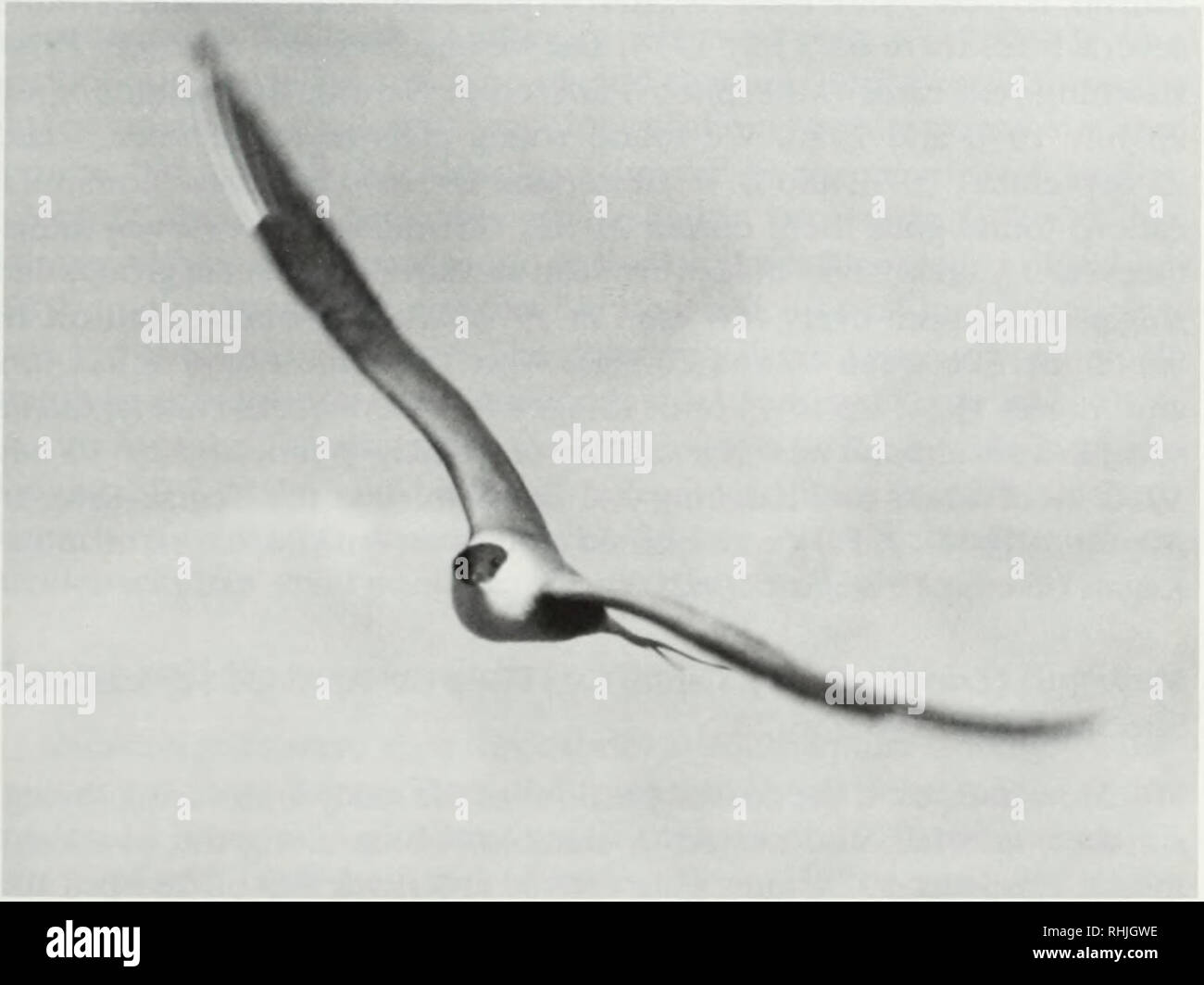 . Birds of the Kilbuck and Ahklun mountain region, Alaska. Birds Alaska Bristol Bay Region. KILBUCK AND AHKLUN MOUNTAIN BIRDS 73 Long-tailed jaeger (Stercorarius longicaudus). Cv, Rsr (7 May- 25 August). Specimen: RMS 1974/119/02. We found long-tailed jaegers at all coastal locations most years and recorded one inland at the Tuluksak River (Fig. l6) on 8 June 1974. Birds were also at the Kisaralik River on 16-17 June 1987 (B. J. McCaffery, personal communication), at the Kwethluk River on 11 July 1985 (M. Brown et al., unpublished), at the Eek River in August 1976 (R. Baxter, unpublished) and  Stock Photo