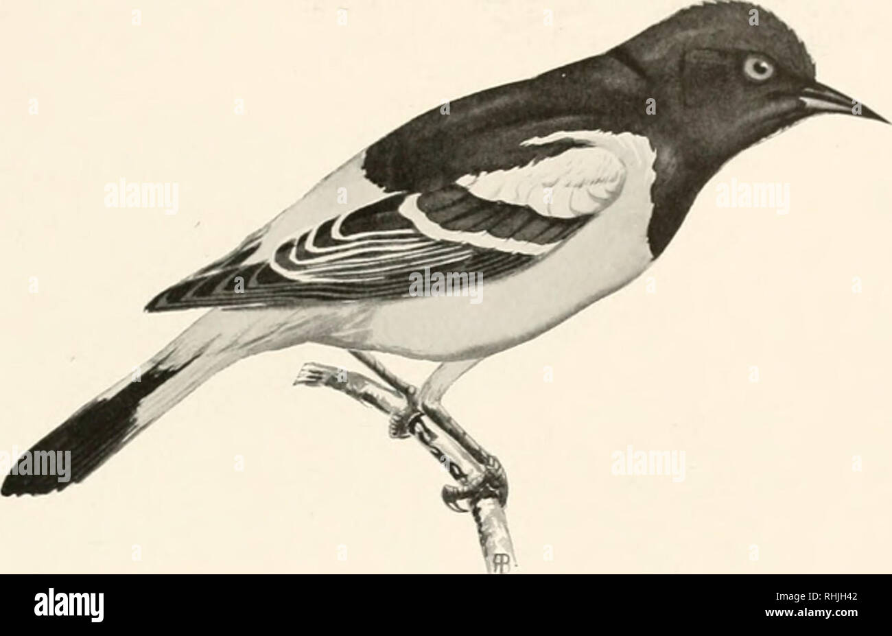 Birds Of America Birds North America Icterid 255 Thoufjh It Ranges As Far Noriii As S Iuilu Rn Utah And Nevada Scott S Oriole Is Mostly A Bird Of The Mexican Border As