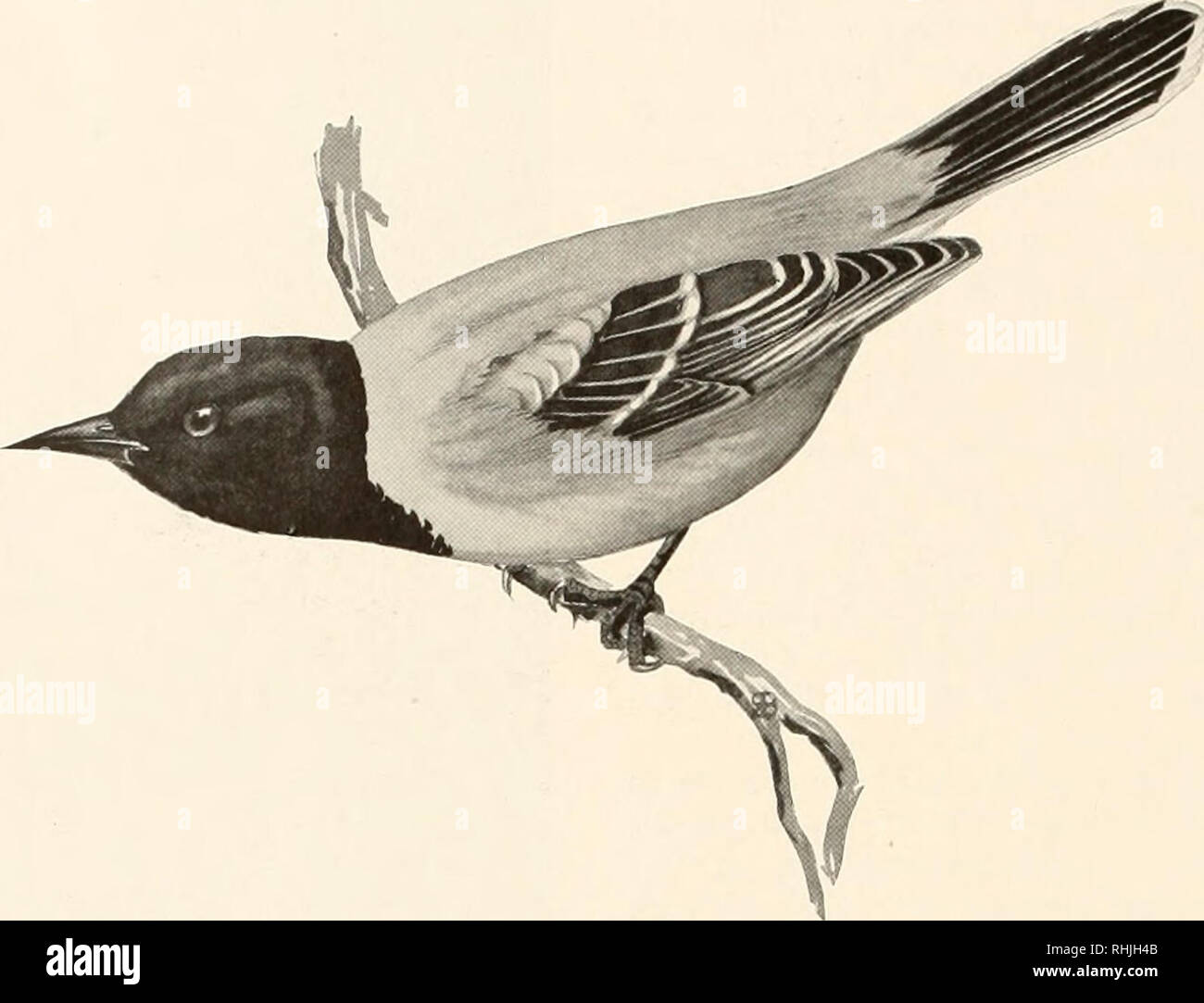 Birds Of America Birds North America 254 Birds Of America Drawing By R I Brasher Audubon S Oriole J Nat Size A Sweet Whistler From Mexico Who Whistles In Texas Too