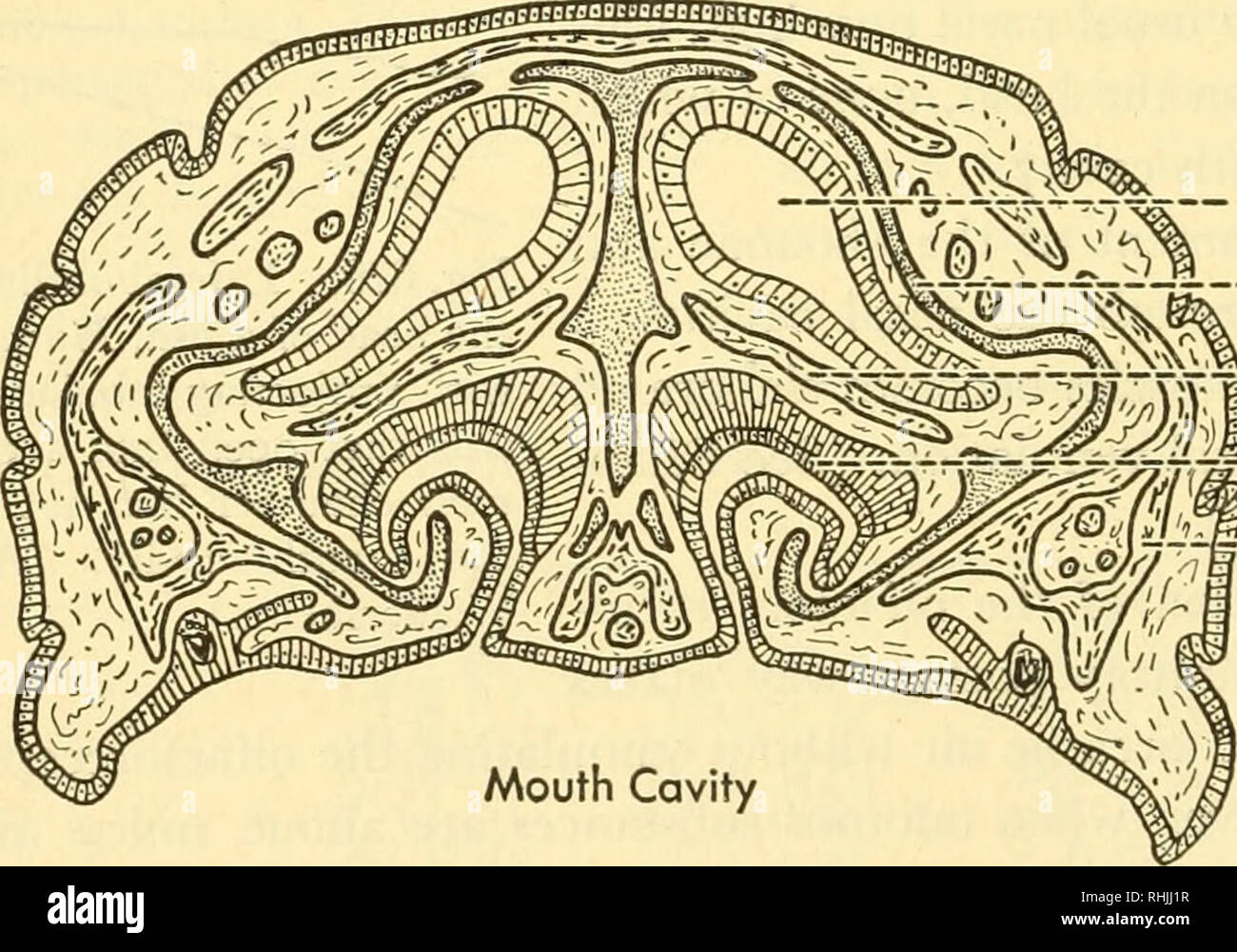 . Biology of the vertebrates a comparative study of man and his