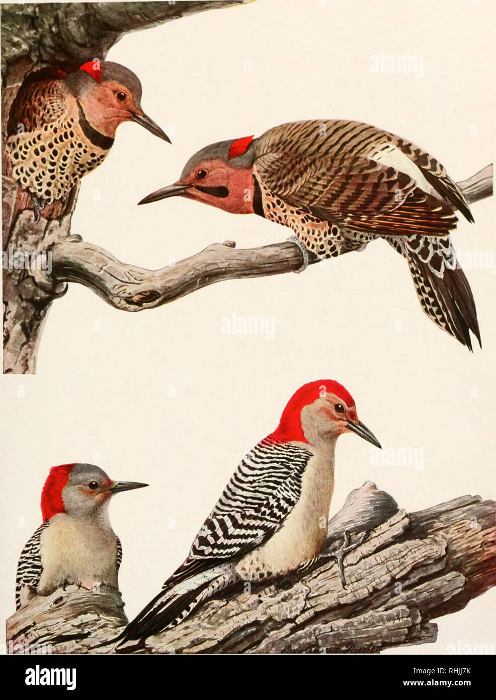 . Birds of America;. Birds -- North America. Courtesy of the New York State Museum Plate 64. â northern flicker ( ohiiiUs aural Its 111 tint' P.augs FEMALE MALE RED-BELLIED WOODPECKER ('iiitinusraiulilius (I.innaeus) FEMALE V' nat. size MALE. Please note that these images are extracted from scanned page images that may have been digitally enhanced for readability - coloration and appearance of these illustrations may not perfectly resemble the original work.. Pearson, T. Gilbert (Thomas Gilbert), 1873-1943. New York, The University Society Stock Photo