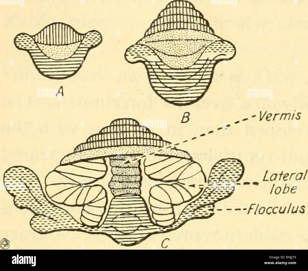 Biology of the vertebrates : a comparative study of man and his animal allies. Vertebrates; Vertebrates -- Anatomy; Anatomy, Comparative. 73° Biology of the Vertebrates. Fig. 655. Evolution of the cerebellum. Biology of the vertebrates : a comparative study of man and his animal allies. Vertebrates; Vertebrates -- Anatomy; Anatomy, Comparative. 73° Biology of the Vertebrates. Fig. 655. Evolution of the cerebellum.