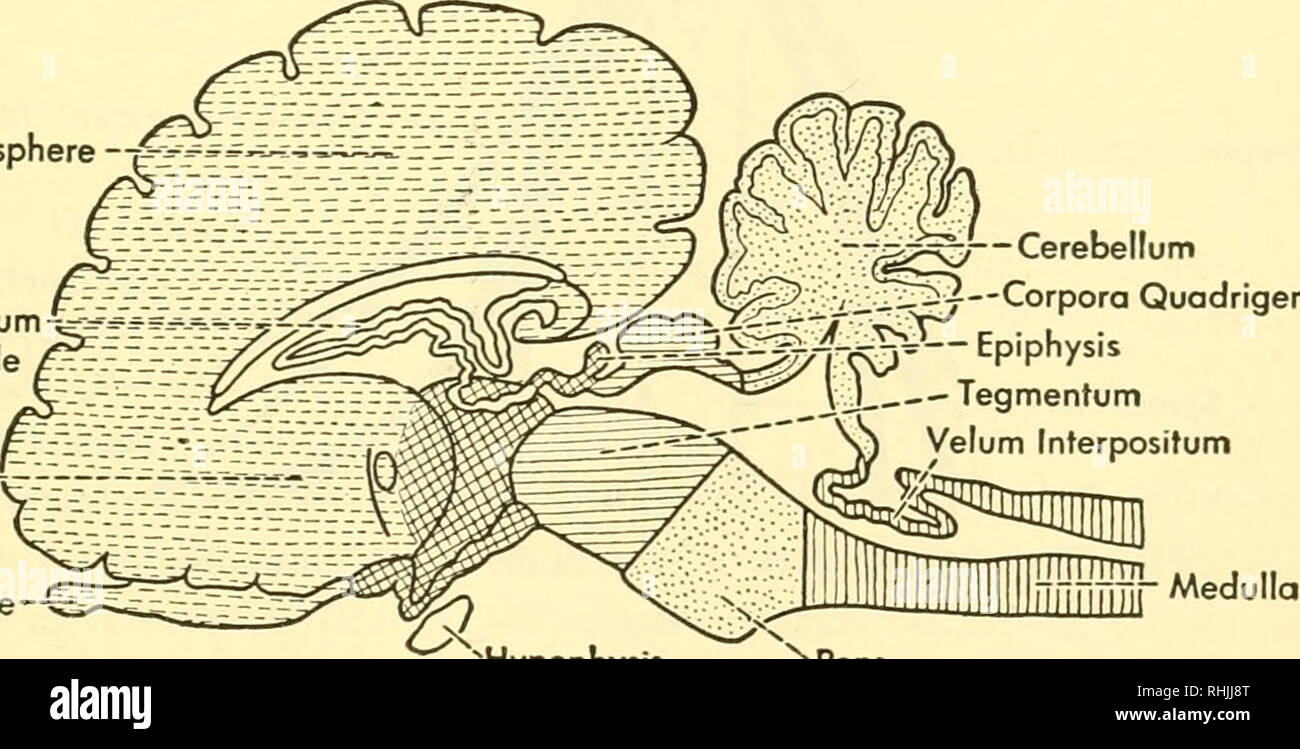 . Biology of the vertebrates a comparative study of man and his