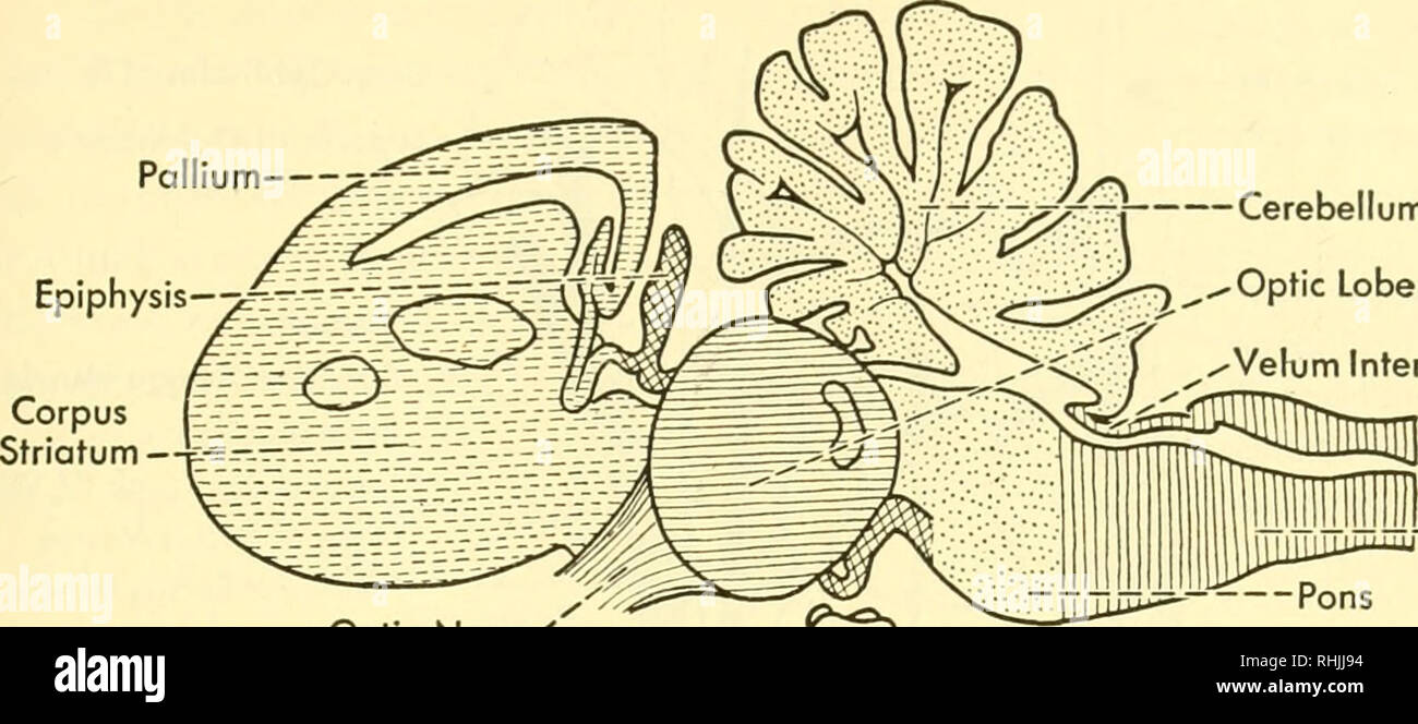 . Biology of the vertebrates a comparative study of man and his