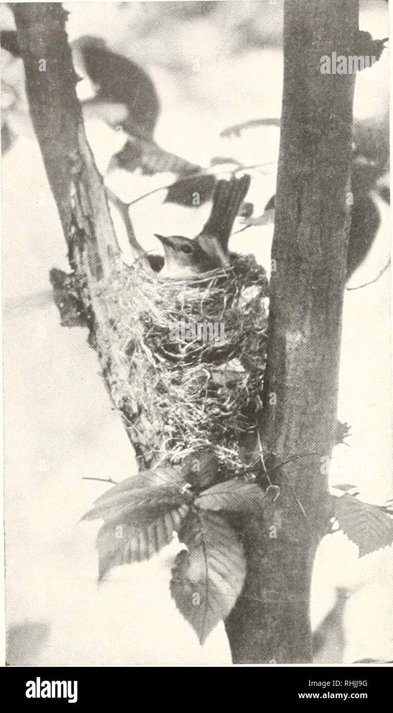 Birds Of America Birds North America 168 Birds Of America Trunk Lo Snap Up An Insect Which It Have Delected Thes N Like Sharp Eyes Sahies May I By H K
